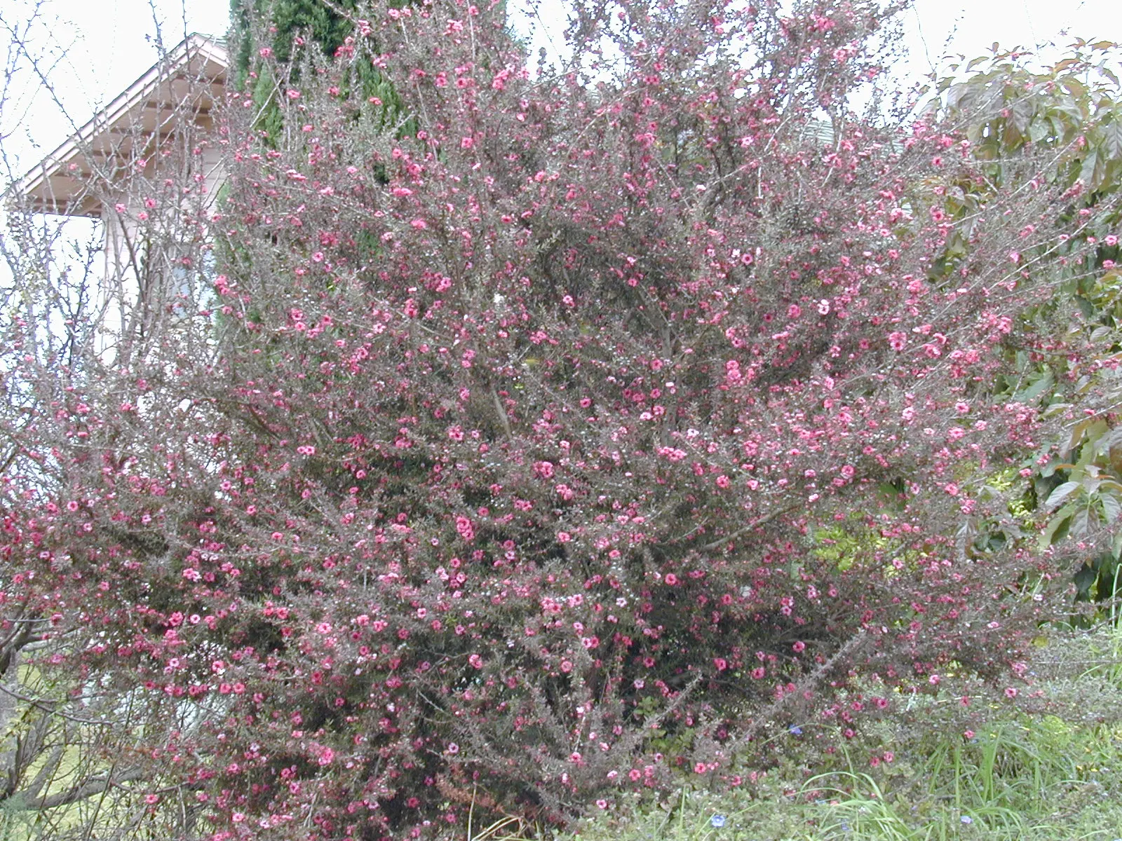 New Zealand Tea Tree, Manuka (Leptospermum Scoparium) — consider its eventual size and seasonal requirements; durable presence to landscapes, image 67
