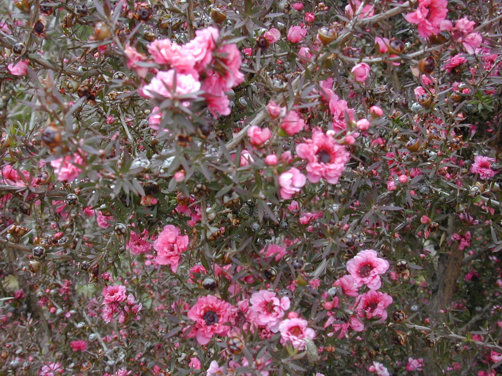 New Zealand Tea Tree, Manuka (Leptospermum Scoparium) — The plant's blossoms appear in late spring and early summer, image 58