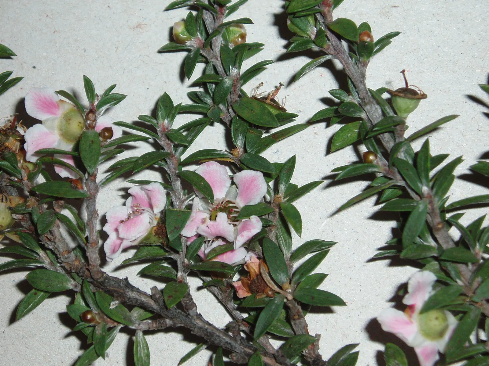 New Zealand Tea Tree, Manuka (Leptospermum Scoparium) — <br><br>Manuka typically ranges in height from 6.5 to 16 feet with a spread of 4 to 10, image 102