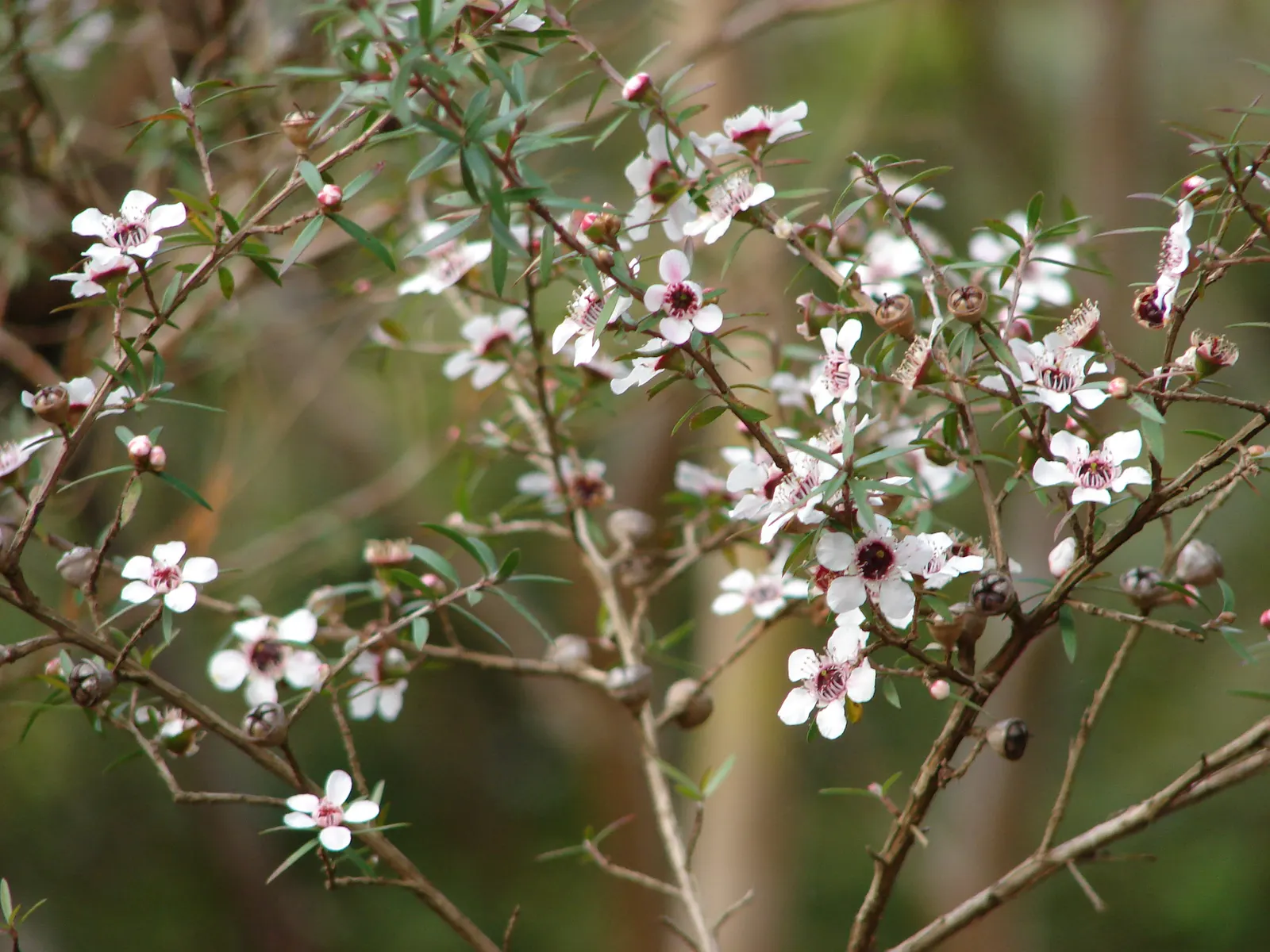 New Zealand Tea Tree, Manuka (Leptospermum Scoparium) — which often draws pollinators to the garden.<br><br>Adaptable to a range of soil types