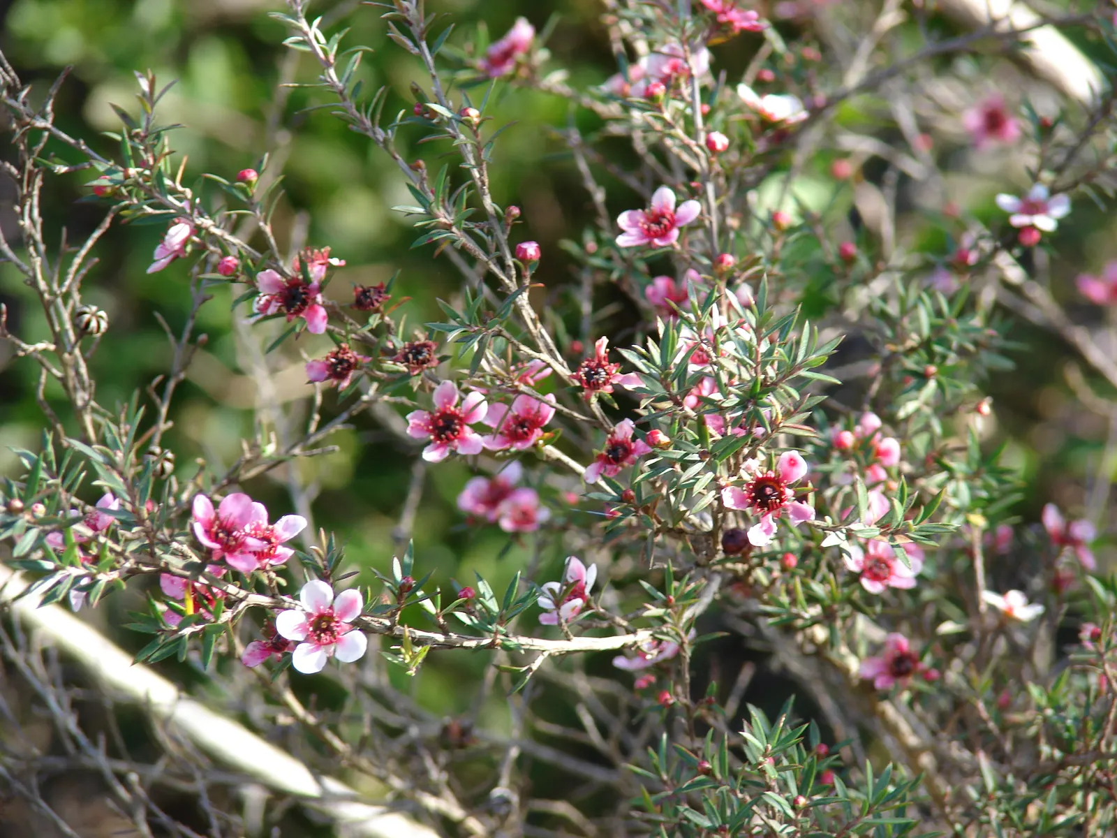New Zealand Tea Tree, Manuka (Leptospermum Scoparium) — showcasing a palette of white; manuka serves a notable role in apiculture