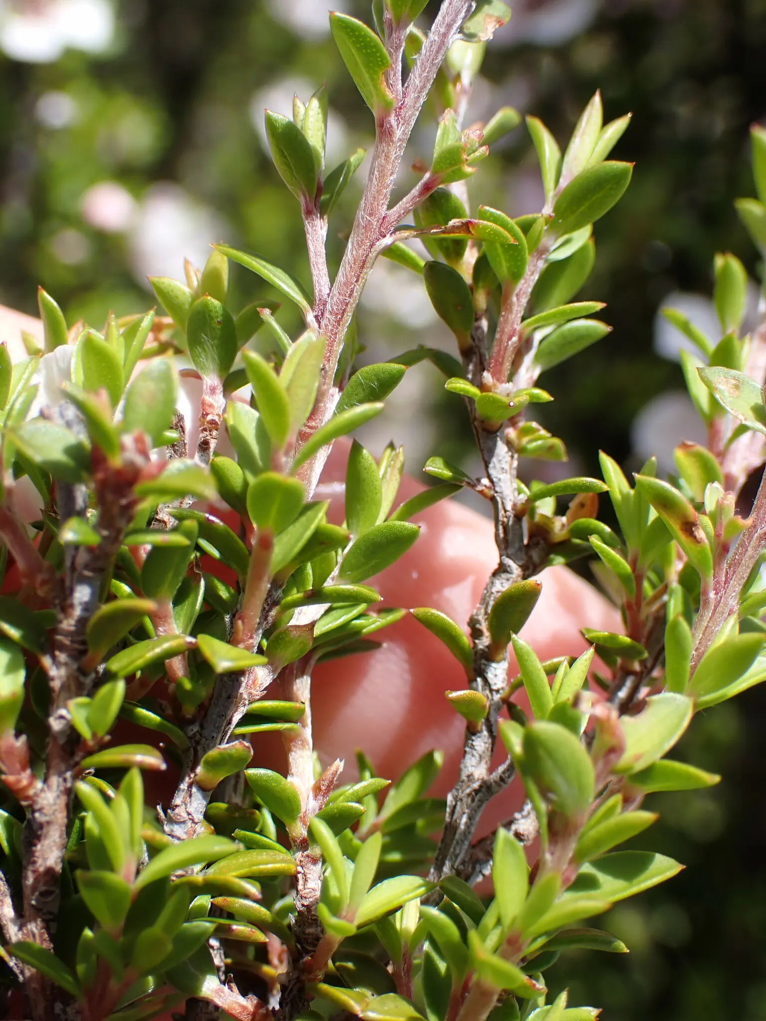 New Zealand Tea Tree, Manuka (Leptospermum Scoparium) — known scientifically as Leptospermum scoparium and colloquially as Manuka; shrub for full, image 76