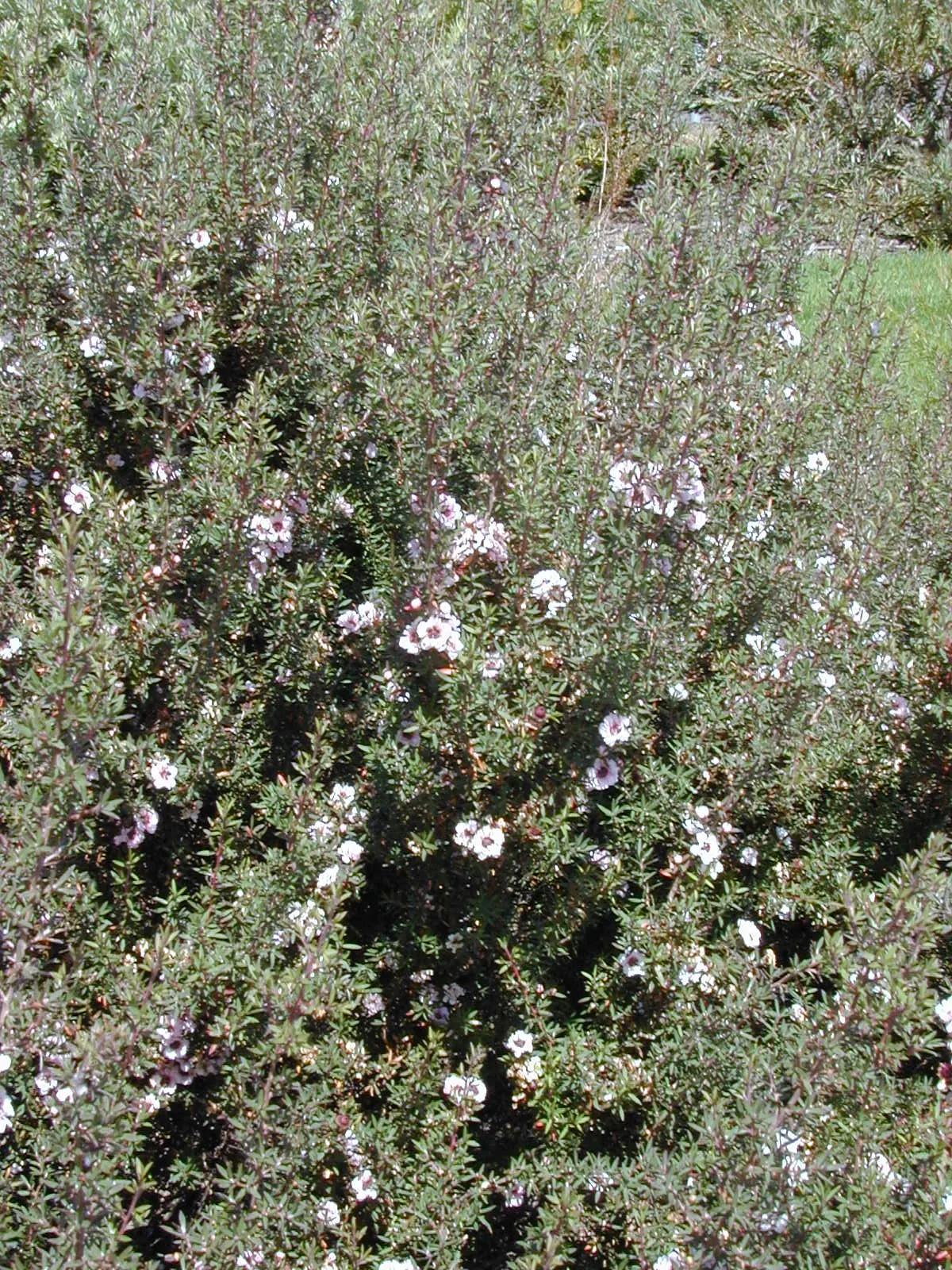 New Zealand Tea Tree, Manuka (Leptospermum Scoparium) — shrub for full or half; as bees use its flowers to produce the highly regarded Manuka honey, image 92