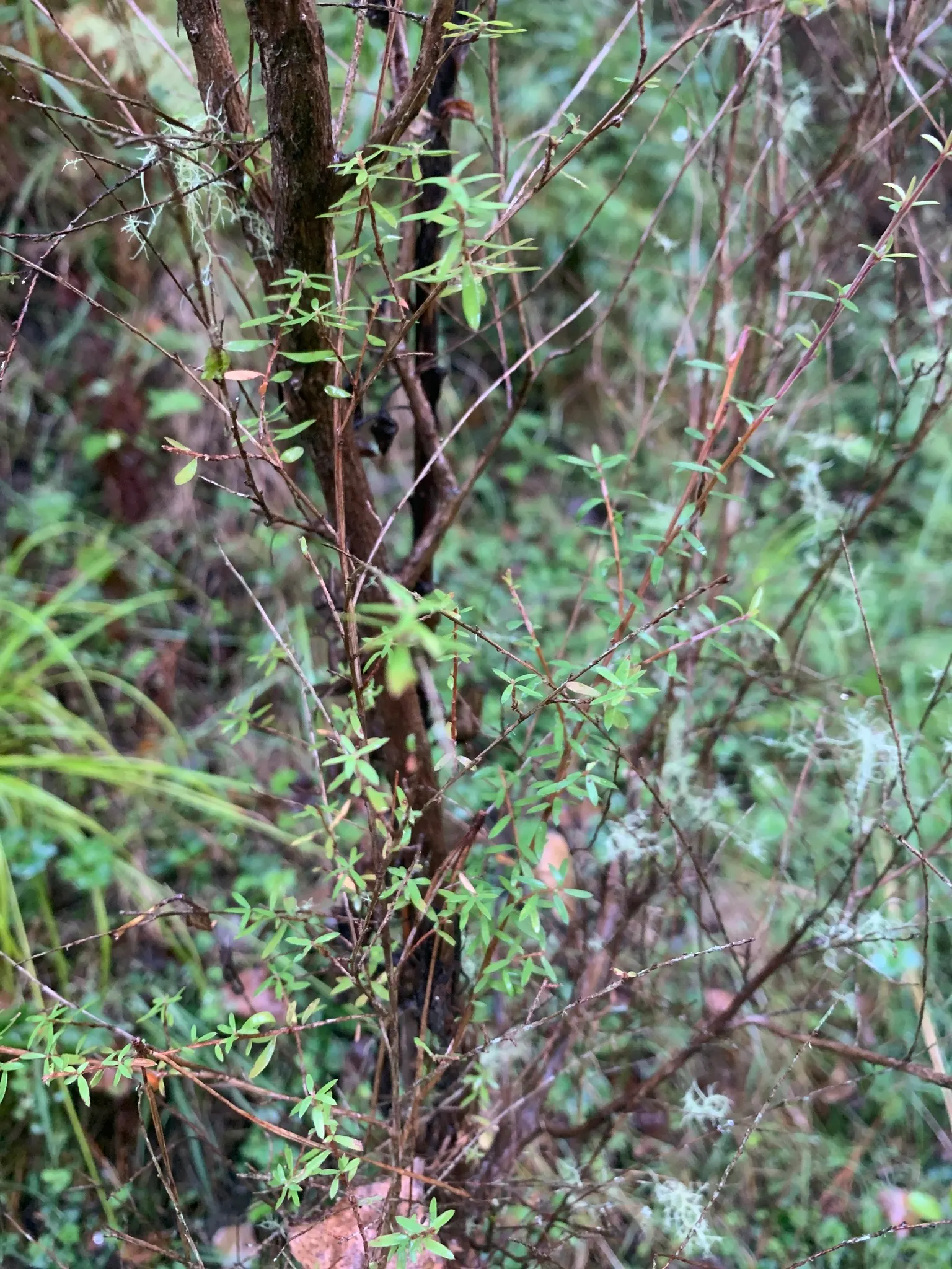 New Zealand Tea Tree, Manuka (Leptospermum Scoparium) — showcasing a palette of white; manuka serves a notable role in apiculture, image 82