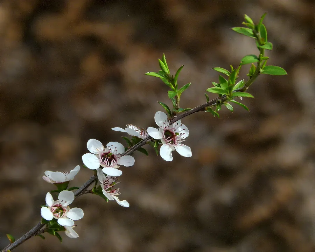 New Zealand Tea Tree, Manuka (Leptospermum Scoparium) — known scientifically as Leptospermum scoparium and colloquially as Manuka; shrub for full, image 99