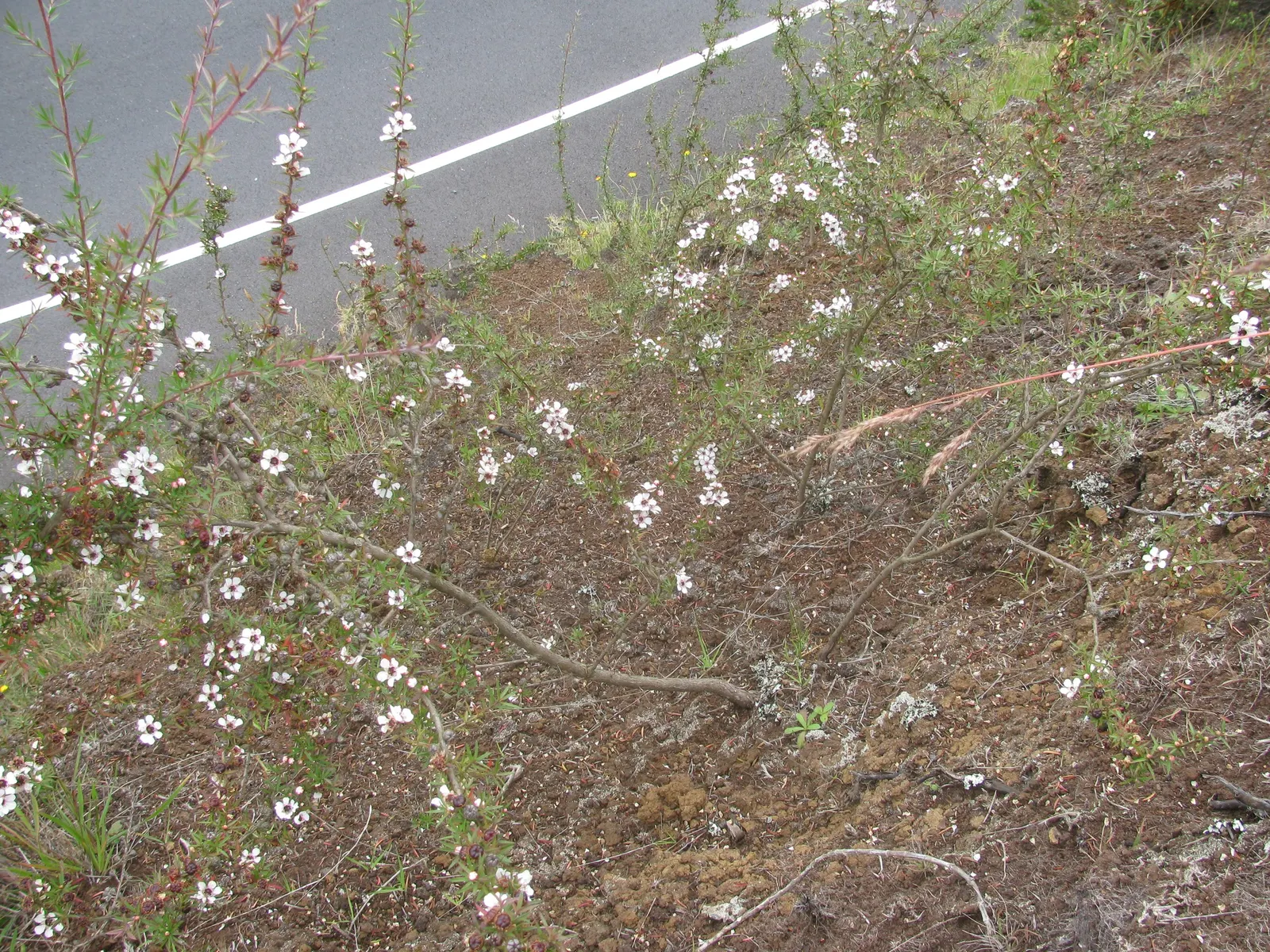 New Zealand Tea Tree, Manuka (Leptospermum Scoparium) — It boasts dense, needle-like leaves and spring blossoms in white or pink; enabling it to, image 48