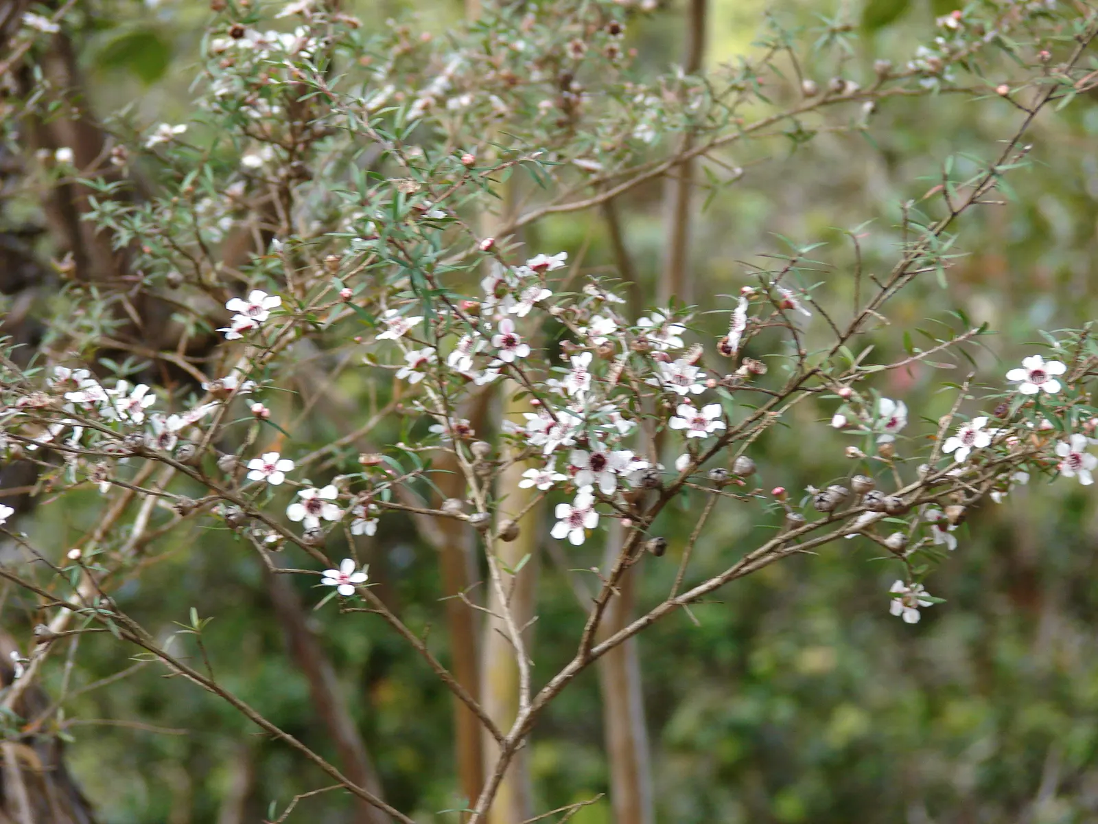 New Zealand Tea Tree, Manuka (Leptospermum Scoparium) — showcasing a palette of white; manuka serves a notable role in apiculture, image 59