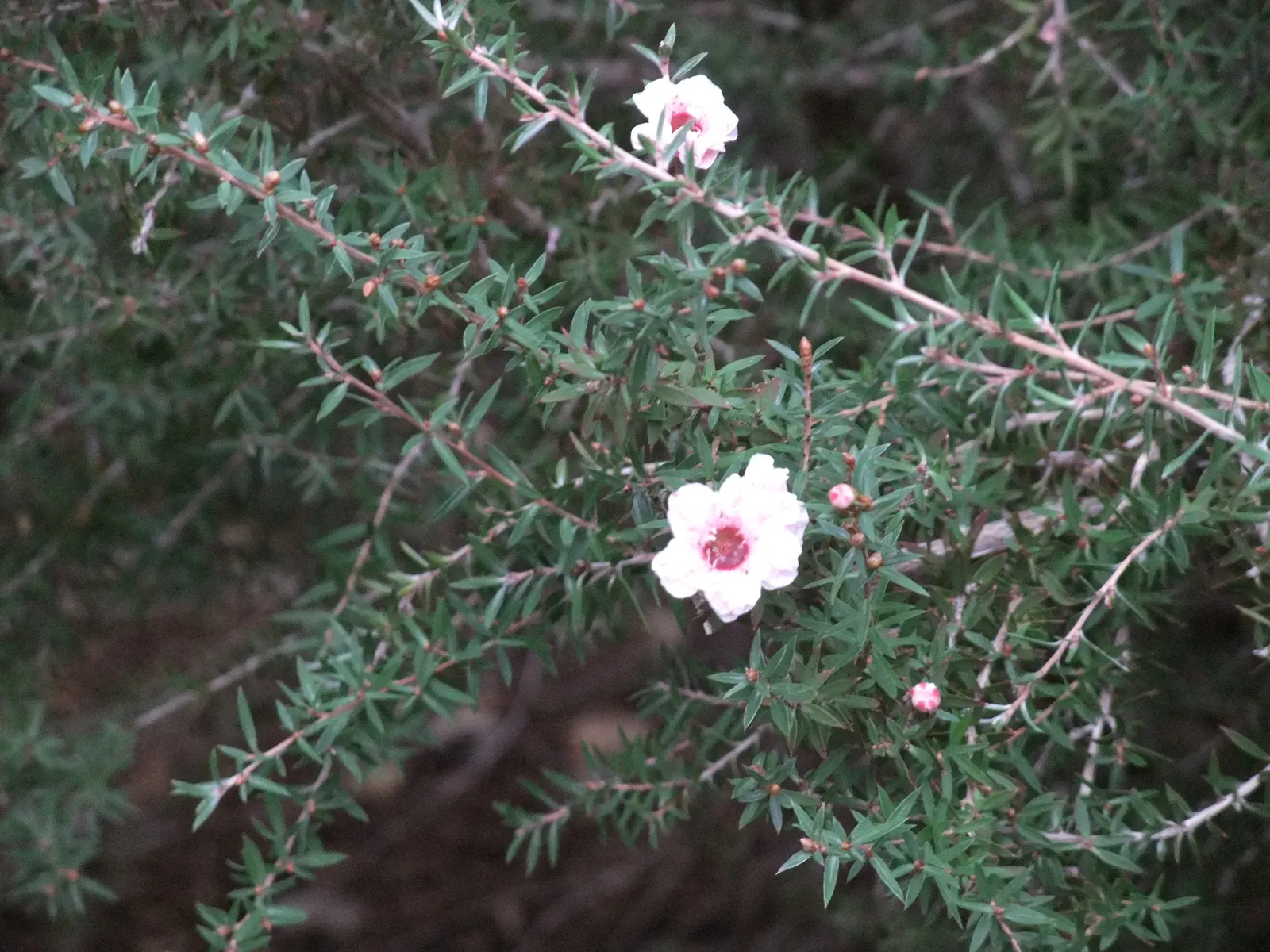 New Zealand Tea Tree, Manuka (Leptospermum Scoparium) — It boasts dense, needle-like leaves and spring blossoms in white or pink