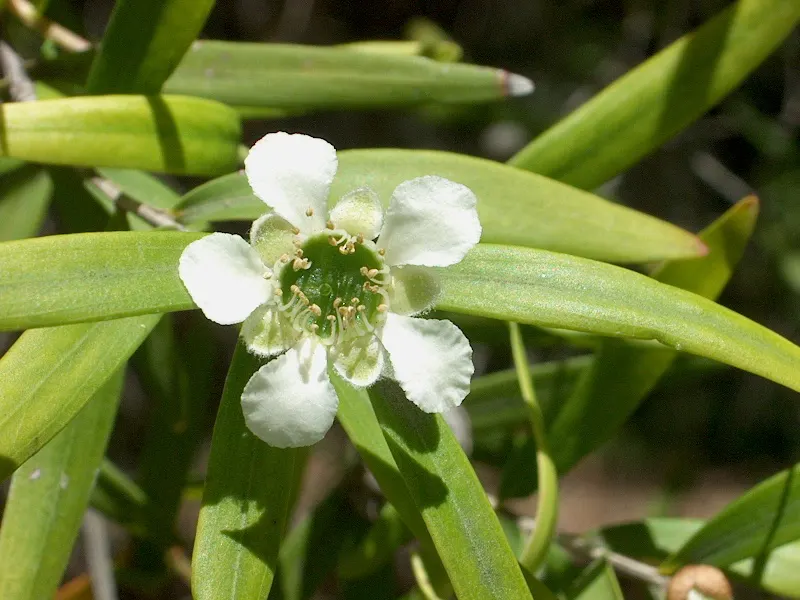 New Zealand Tea Tree, Manuka (Leptospermum Scoparium) — Manuka thrives in well-drained soil and full sun, proving hardy to 20&deg;F