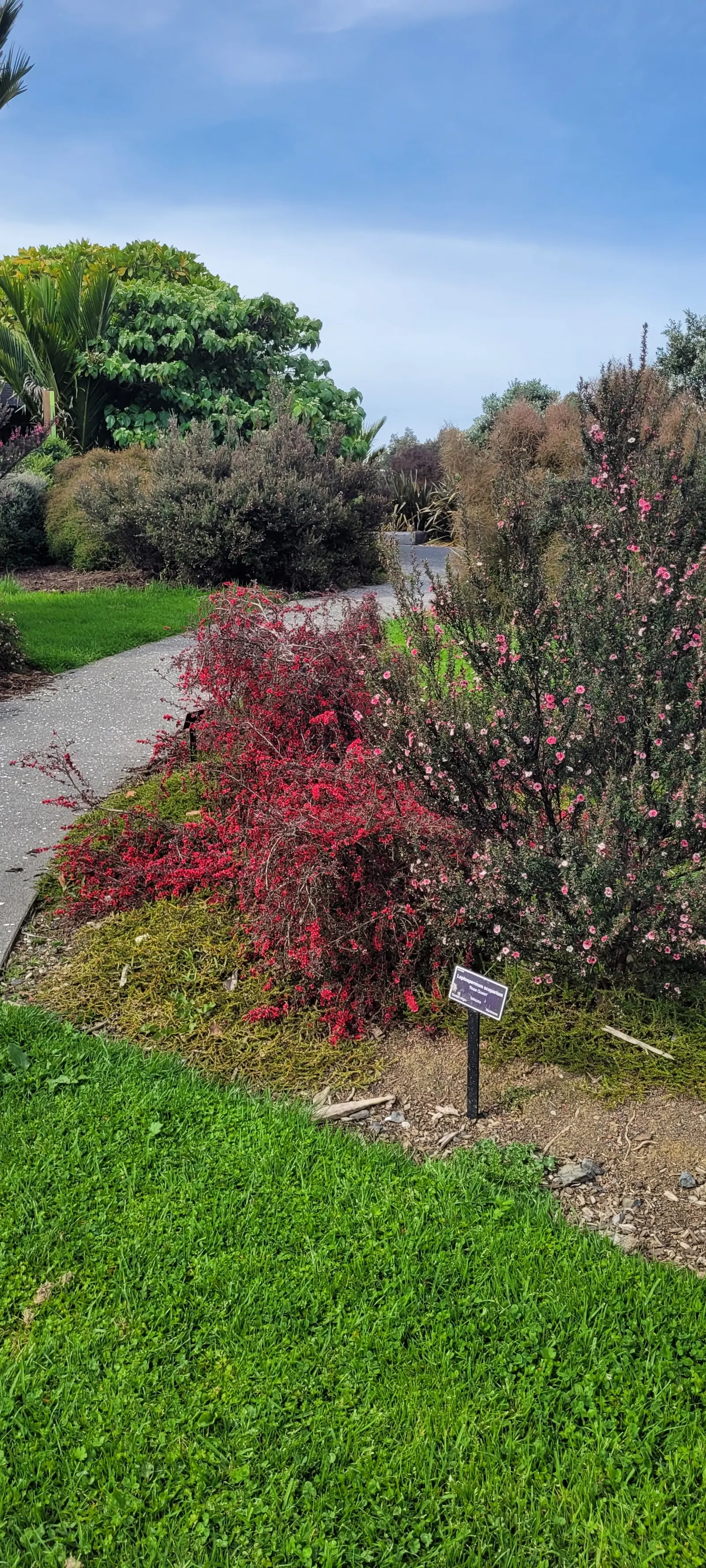 New Zealand Tea Tree, Manuka (Leptospermum Scoparium) — Ideal for hedges or as a specimen; it boasts dense, needle-like leaves and spring blossoms, image 50