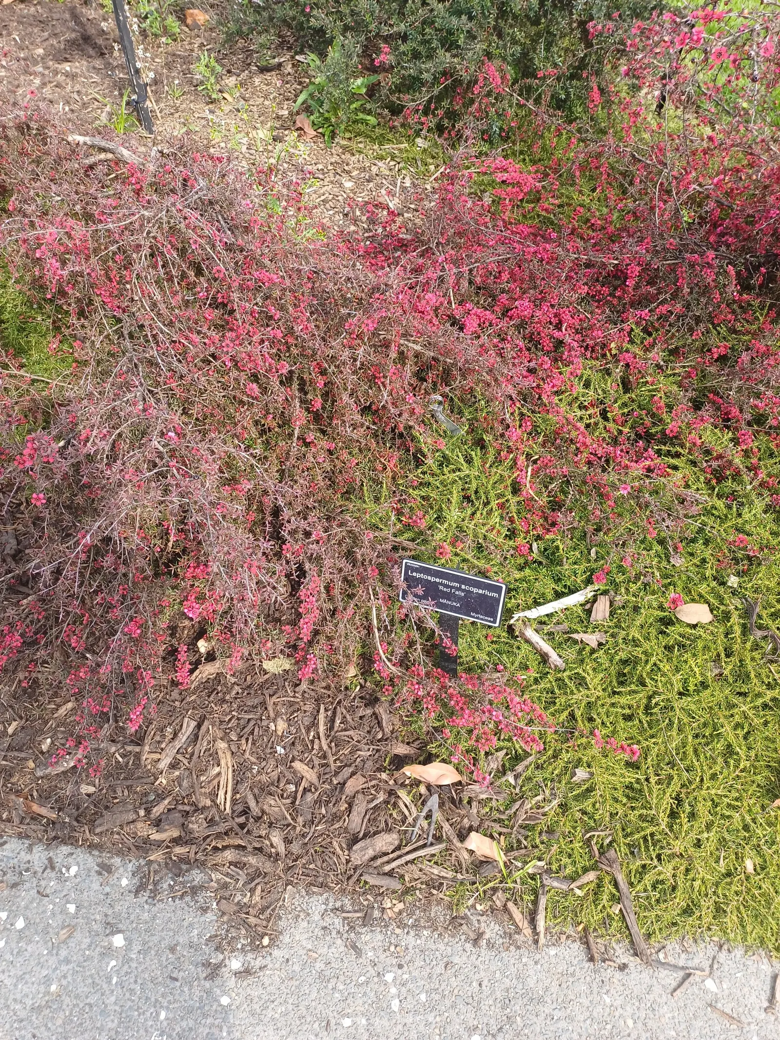 New Zealand Tea Tree, Manuka (Leptospermum Scoparium) — Indigenous to New Zealand; known scientifically as Leptospermum scoparium and colloquially, image 77