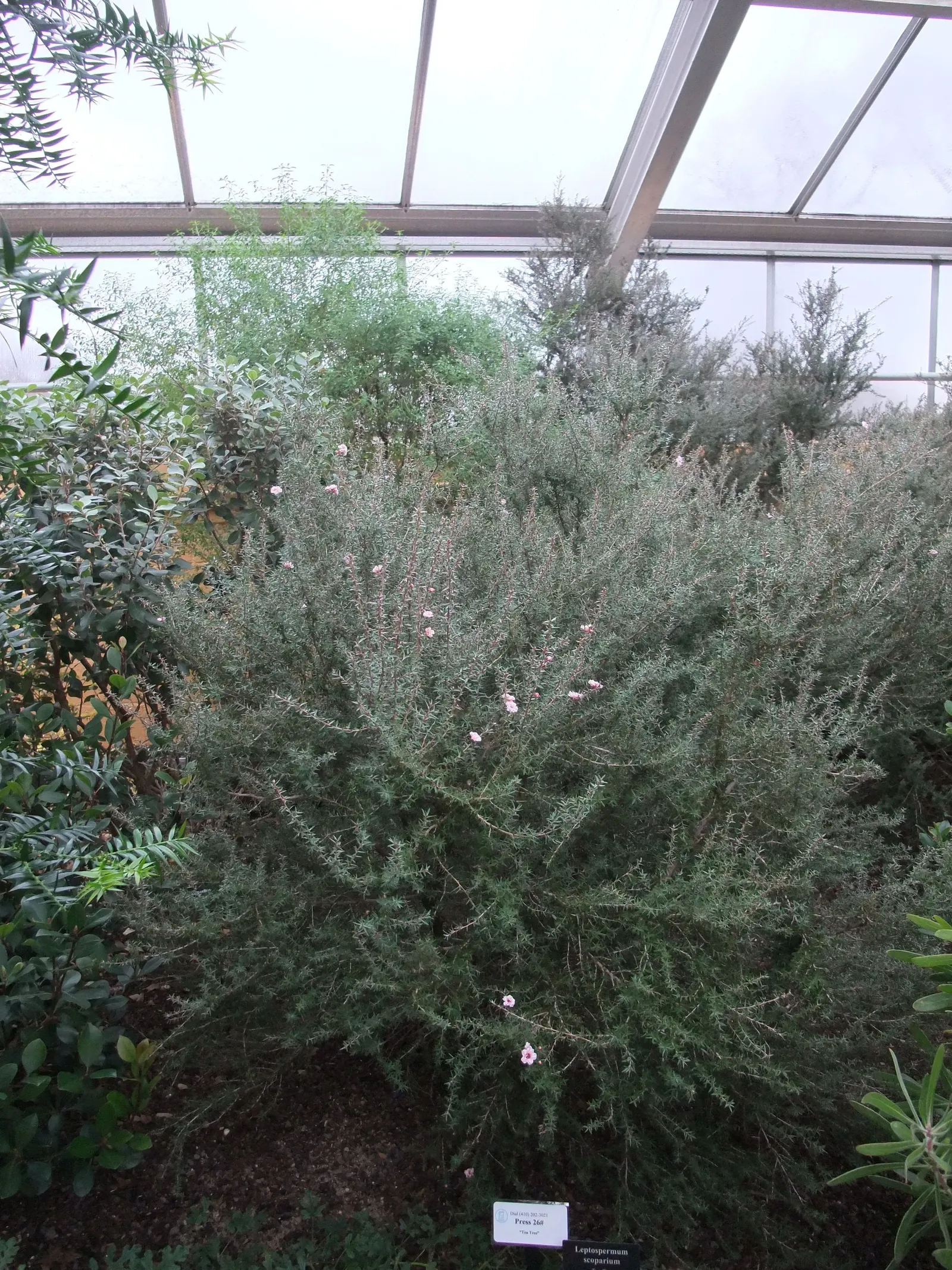 New Zealand Tea Tree, Manuka (Leptospermum Scoparium) — as bees use its flowers to produce the highly regarded Manuka honey; ensuring enough space for mature