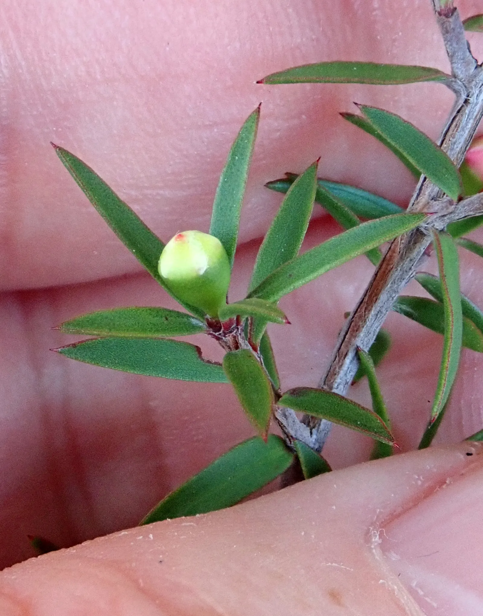 New Zealand Tea Tree, Manuka (Leptospermum Scoparium) — needle-like foliage and a profusion of delicate blossoms that can enhance any garden aesthetic
