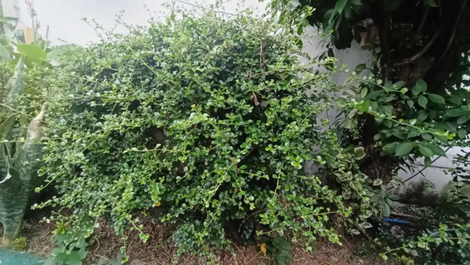 New Zealand Tea Tree, Manuka (Leptospermum Scoparium) — <br><br>Manuka typically ranges in height from 6.5 to 16 feet with a spread of 4 to 10 feet