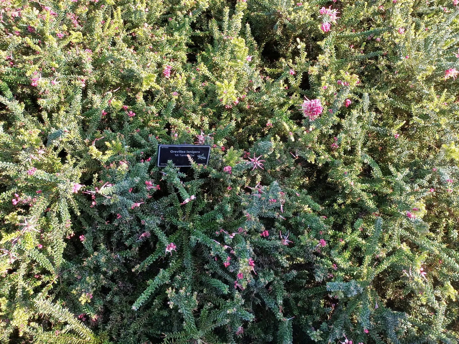 New Zealand Tea Tree, Manuka (Leptospermum Scoparium) — Indigenous to New Zealand; known scientifically as Leptospermum scoparium and colloquially, image 54