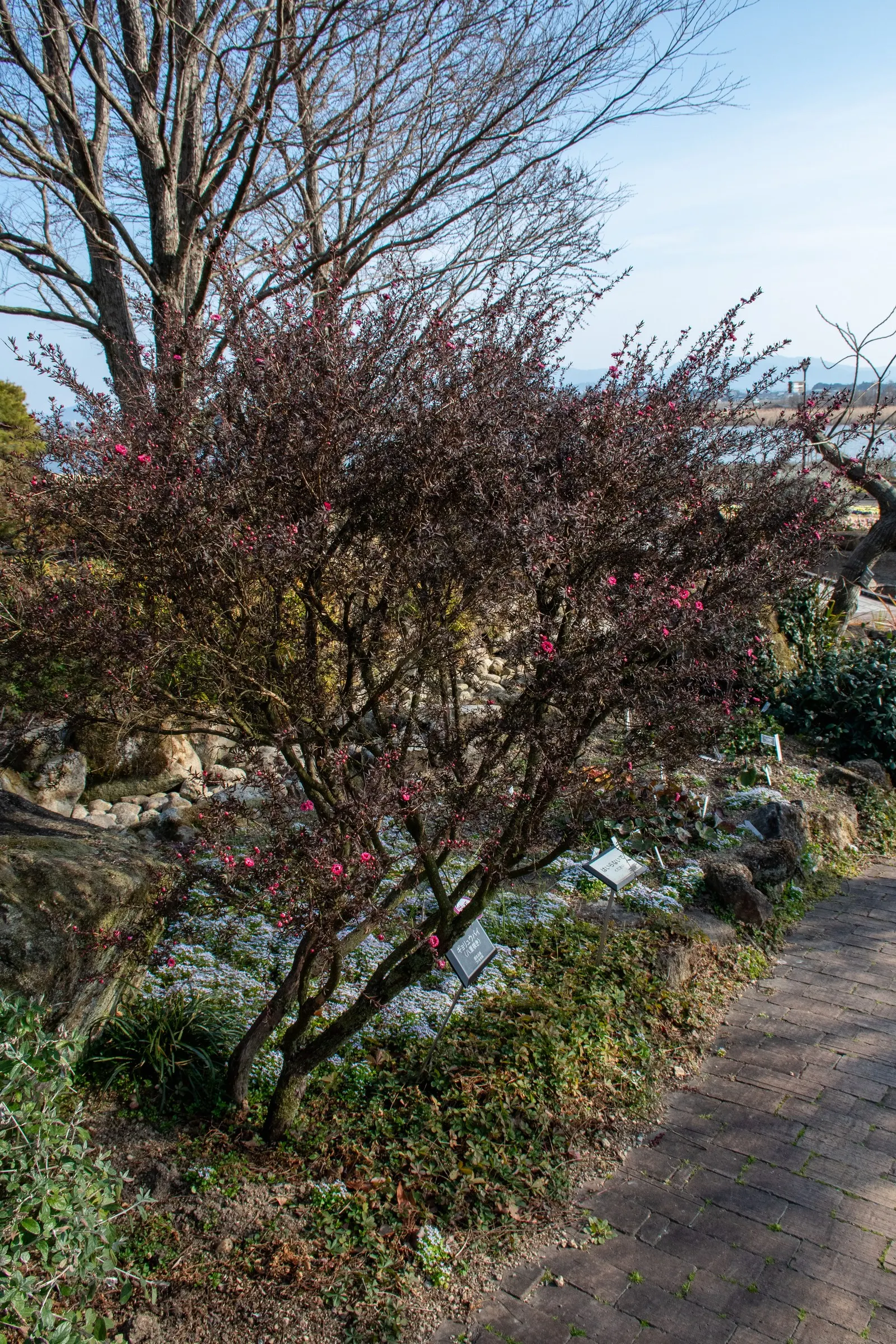 New Zealand Tea Tree, Manuka (Leptospermum Scoparium) — consider its eventual size and seasonal requirements; durable presence to landscapes, image 90