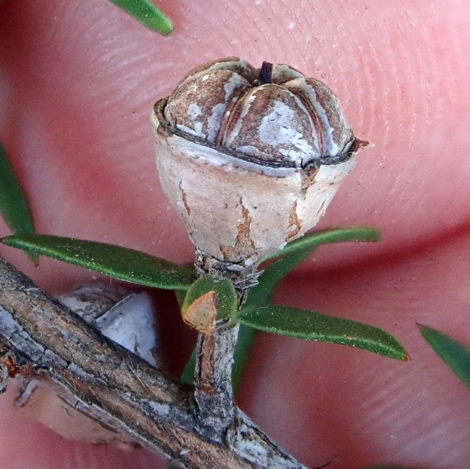 New Zealand Tea Tree, Manuka (Leptospermum Scoparium) — needle-like foliage and a profusion of delicate blossoms that can enhance any garden, image 101