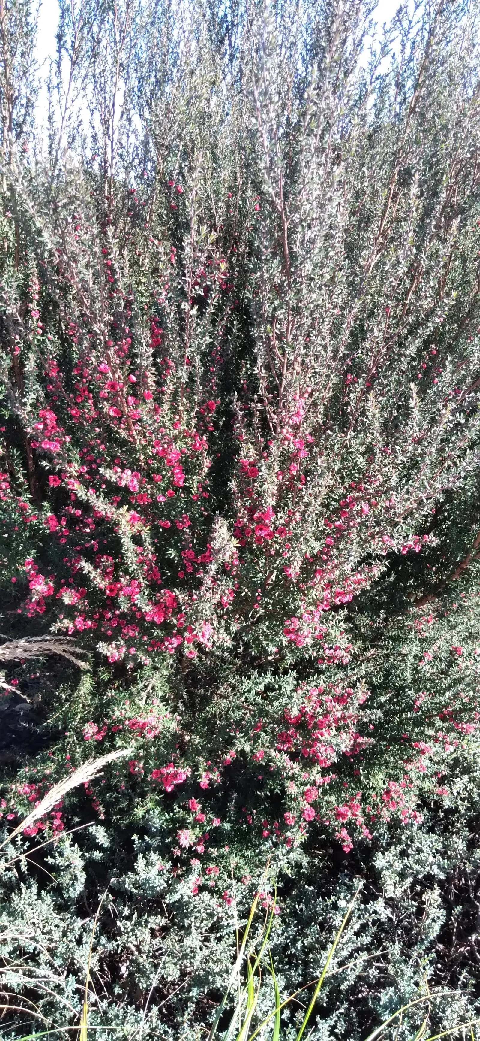New Zealand Tea Tree, Manuka (Leptospermum Scoparium) — Manuka does prefer well-draining ground and thrives in full sunlight; <br><br>Manuka, image 61