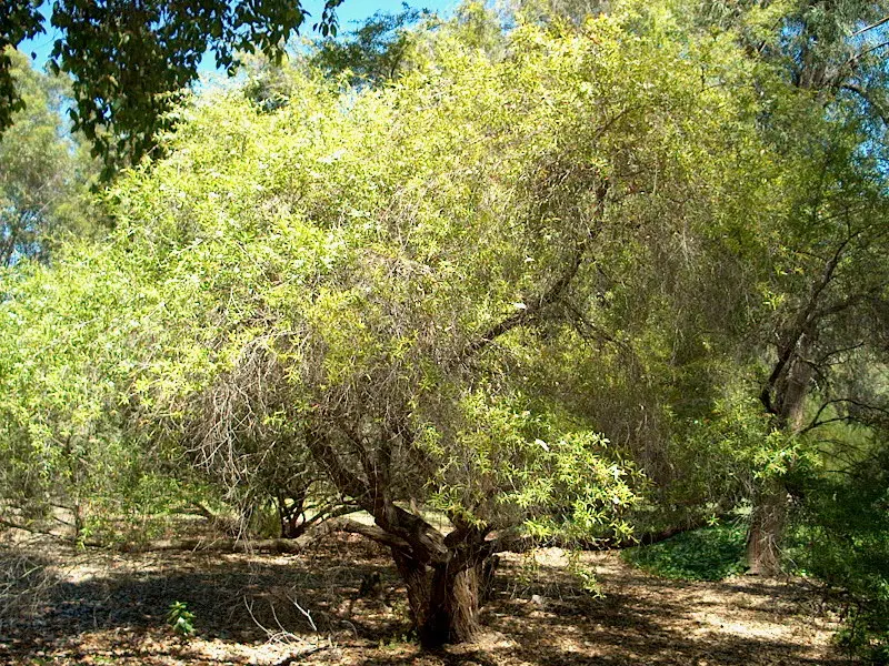 New Zealand Tea Tree, Manuka (Leptospermum Scoparium) — Manuka serves a notable role in apiculture; manuka does prefer well-draining ground and thrives in full