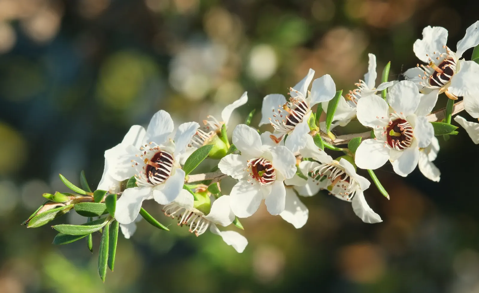 New Zealand Tea Tree, Manuka (Leptospermum Scoparium) — though it can tolerate partial shade; the Tea Tree is drought-tolerant