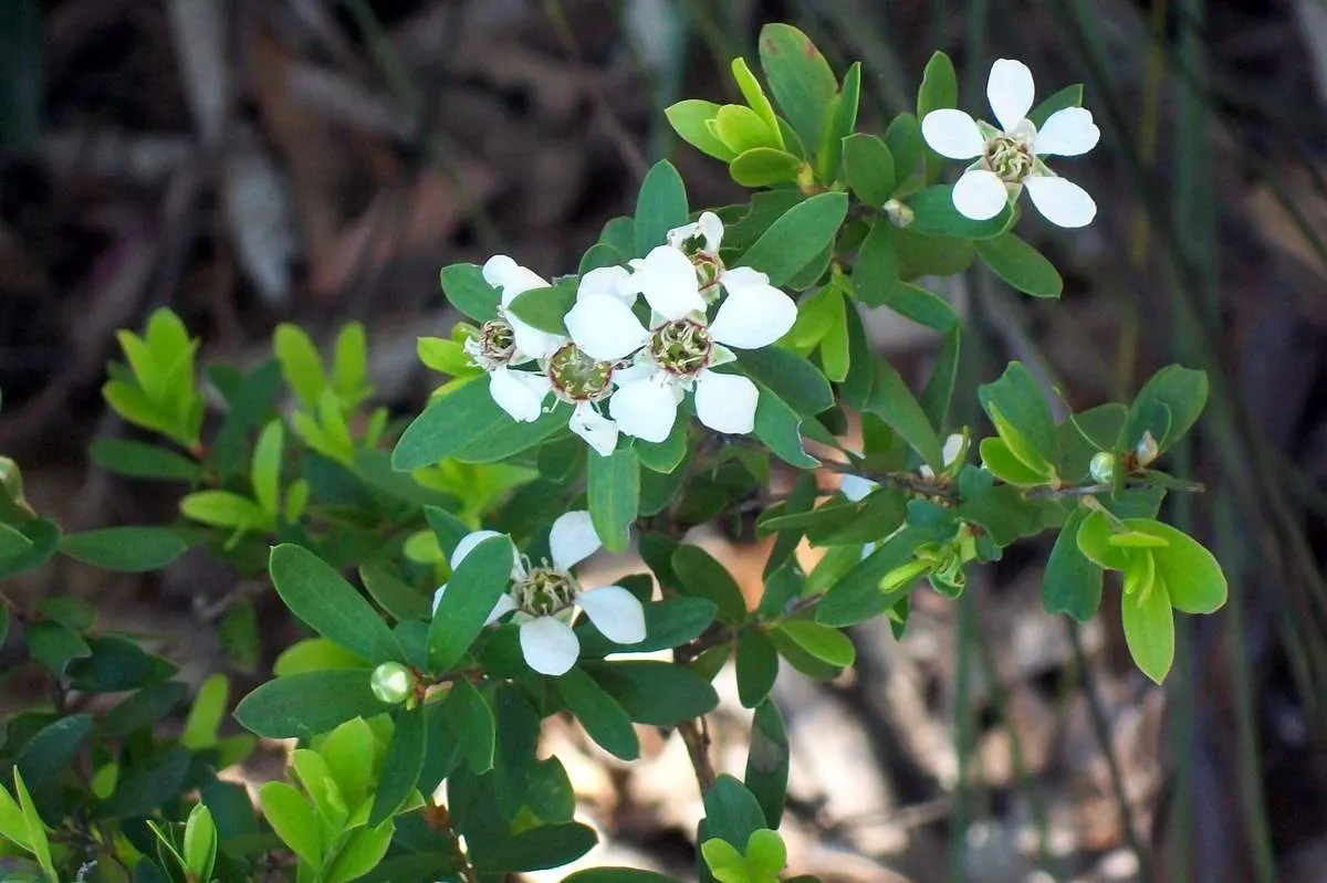 New Zealand Tea Tree, Manuka (Leptospermum Scoparium) — durable presence to landscapes; though it can tolerate partial shade