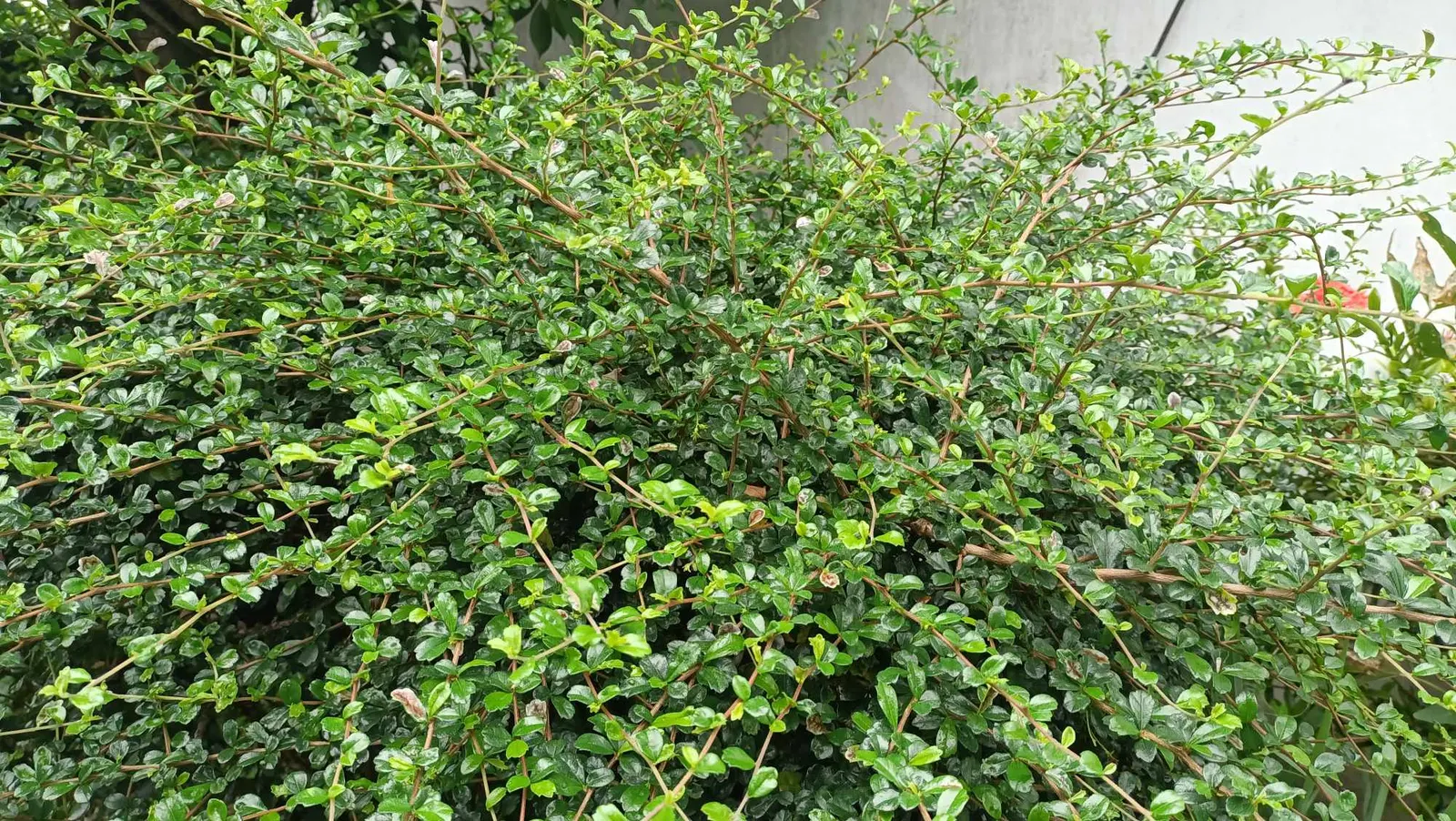 New Zealand Tea Tree, Manuka (Leptospermum Scoparium) — the Tea Tree is drought-tolerant