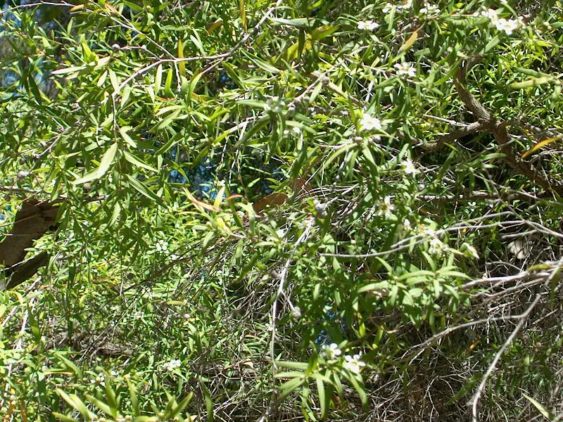 New Zealand Tea Tree, Manuka (Leptospermum Scoparium) — shrub for full or half; as bees use its flowers to produce the highly regarded Manuka honey