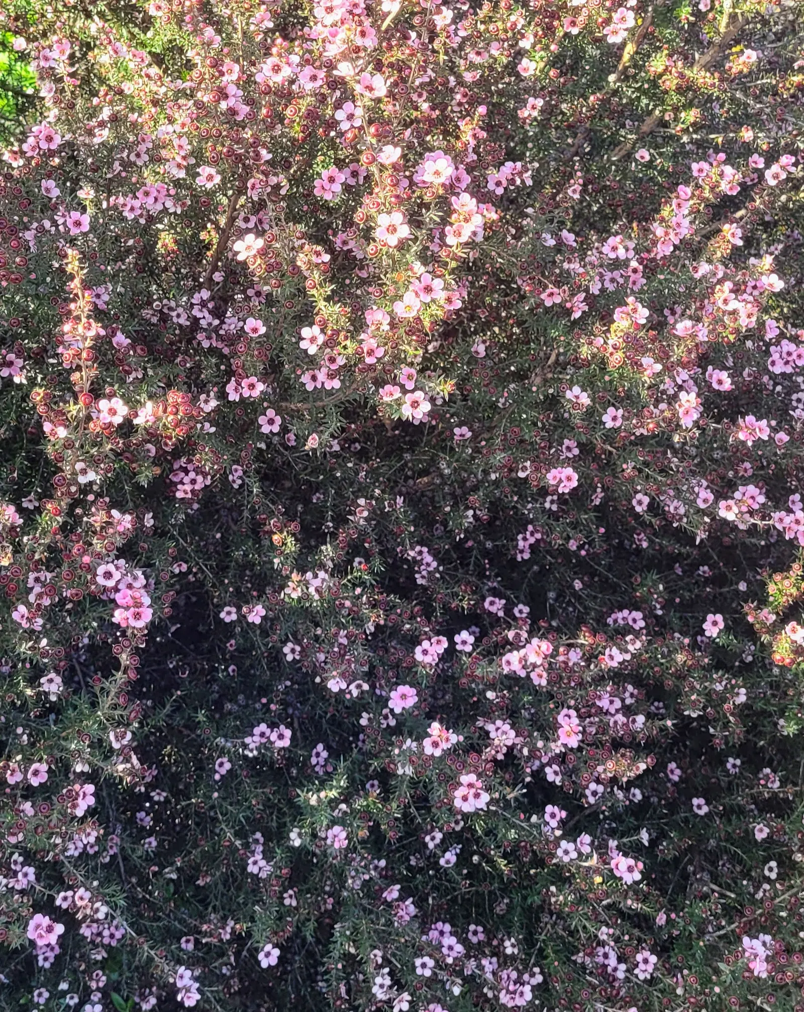 New Zealand Tea Tree, Manuka (Leptospermum Scoparium) — ensuring enough space for mature growth and ample light for a vibrant show of flowers every, image 91