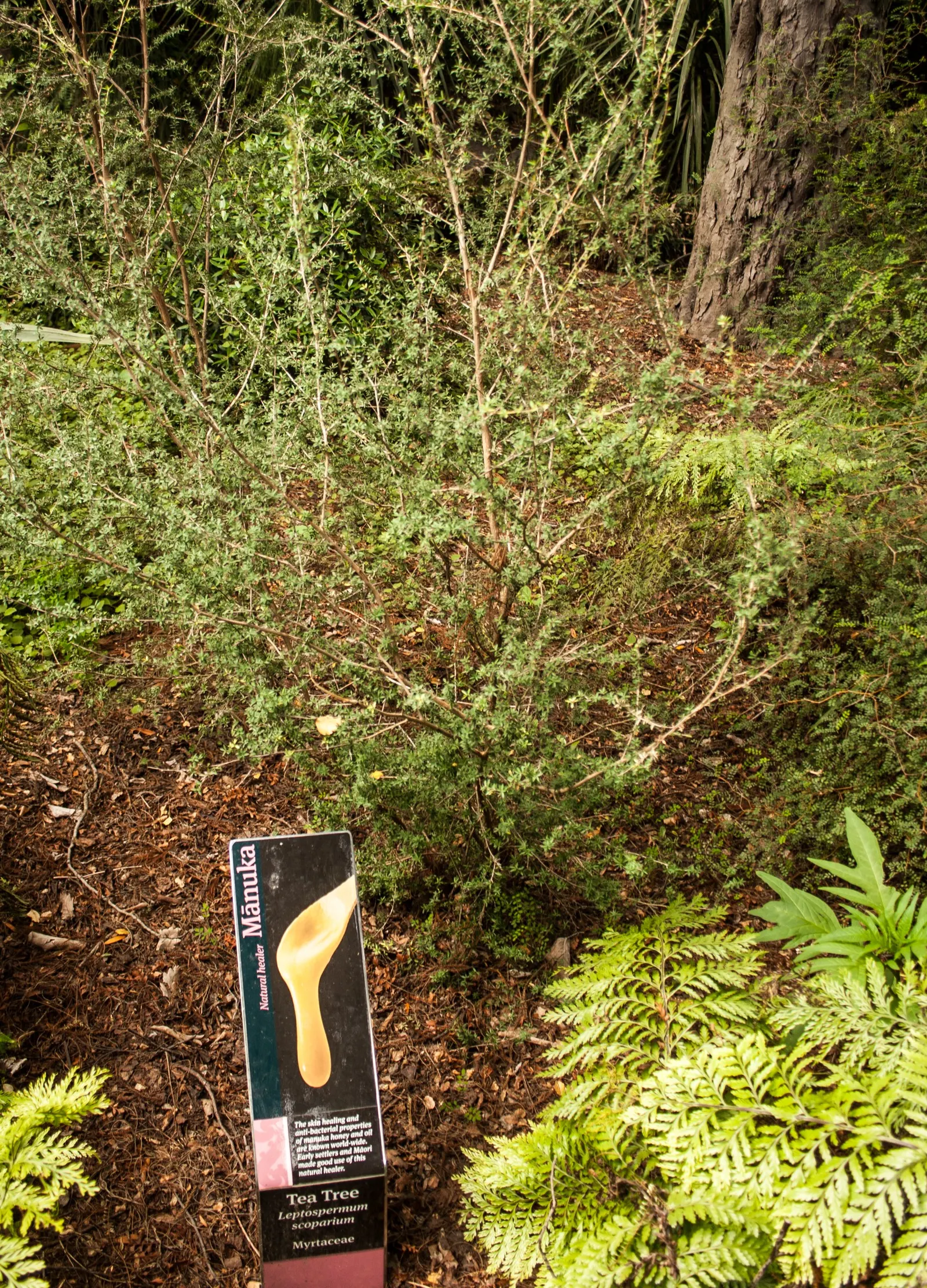 New Zealand Tea Tree, Manuka (Leptospermum Scoparium) — though regular watering during dry spells promotes optimal health and flowering; indigenous, image 87