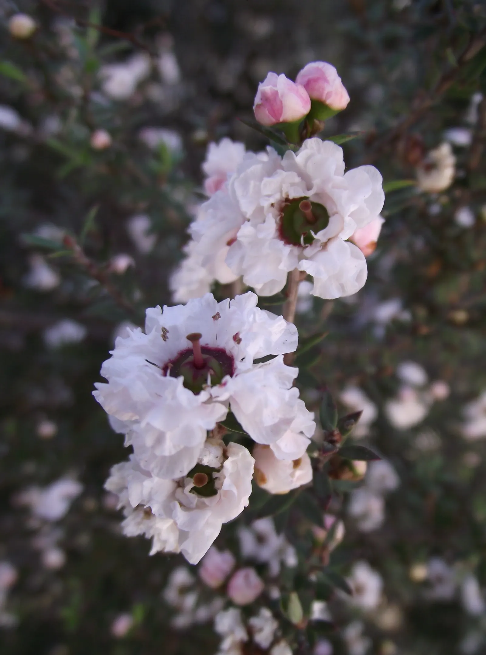 New Zealand Tea Tree, Manuka (Leptospermum Scoparium) — Manuka thrives in well-drained soil and full sun, proving hardy to 20&deg;F; though regular watering