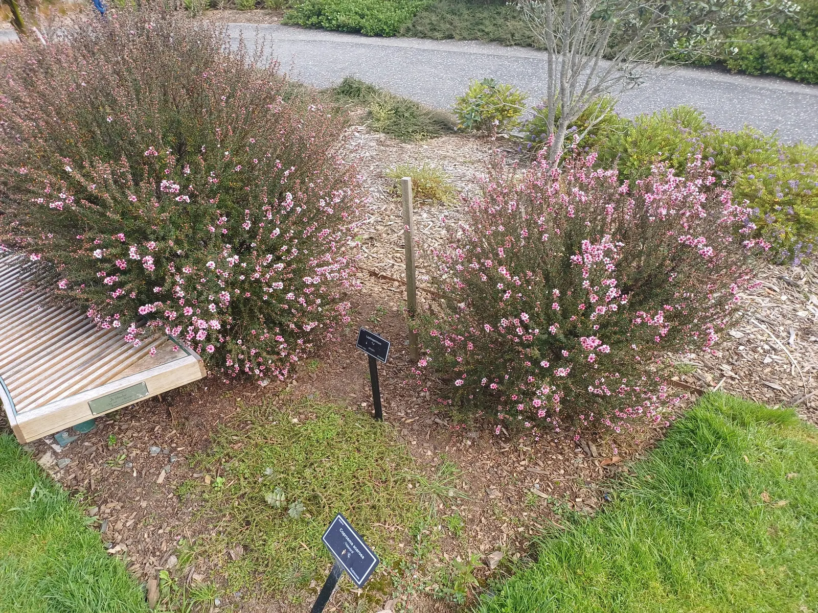 New Zealand Tea Tree, Manuka (Leptospermum Scoparium) — Manuka thrives in well-drained soil and full sun, proving hardy to 20&deg;F; though regular, image 95