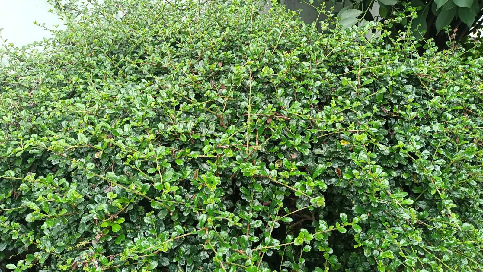 New Zealand Tea Tree, Manuka (Leptospermum Scoparium) — enabling it to serve as a stunning focal point or an elegant privacy screen; this tea tree, image 103