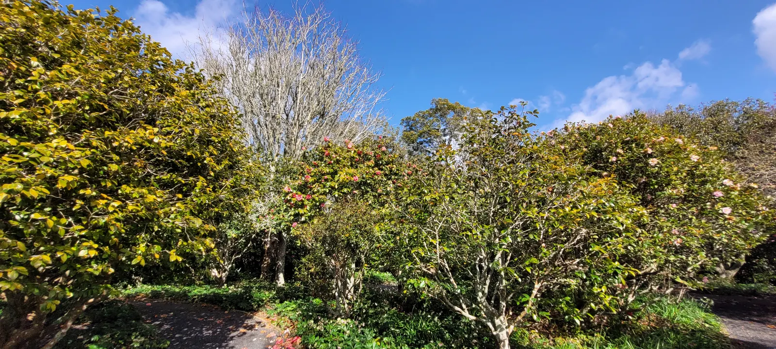 New Zealand Tea Tree, Manuka (Leptospermum Scoparium) — ensuring enough space for mature growth and ample light for a vibrant show of flowers every, image 68