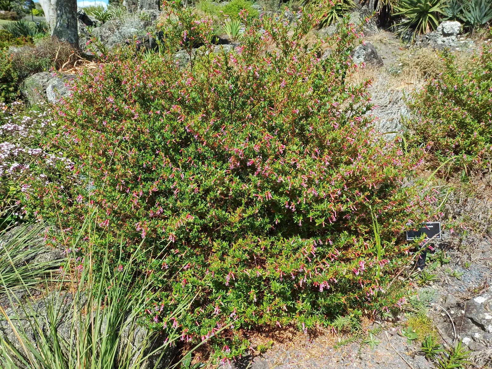 New Zealand Tea Tree, Manuka (Leptospermum Scoparium) — this tea tree requires minimal water once established and adds a distinct; needle-like, image 74
