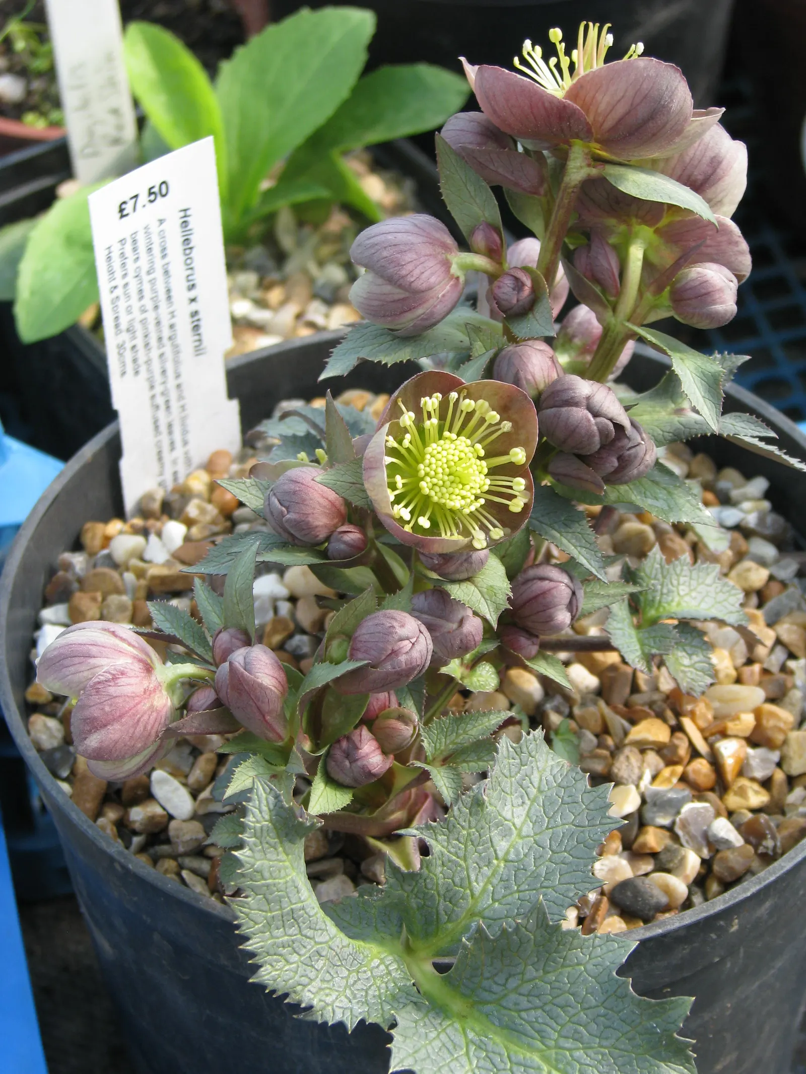 Stern Hellebore (Helleborus X Sternii) — blue-green foliage that forms a tidy