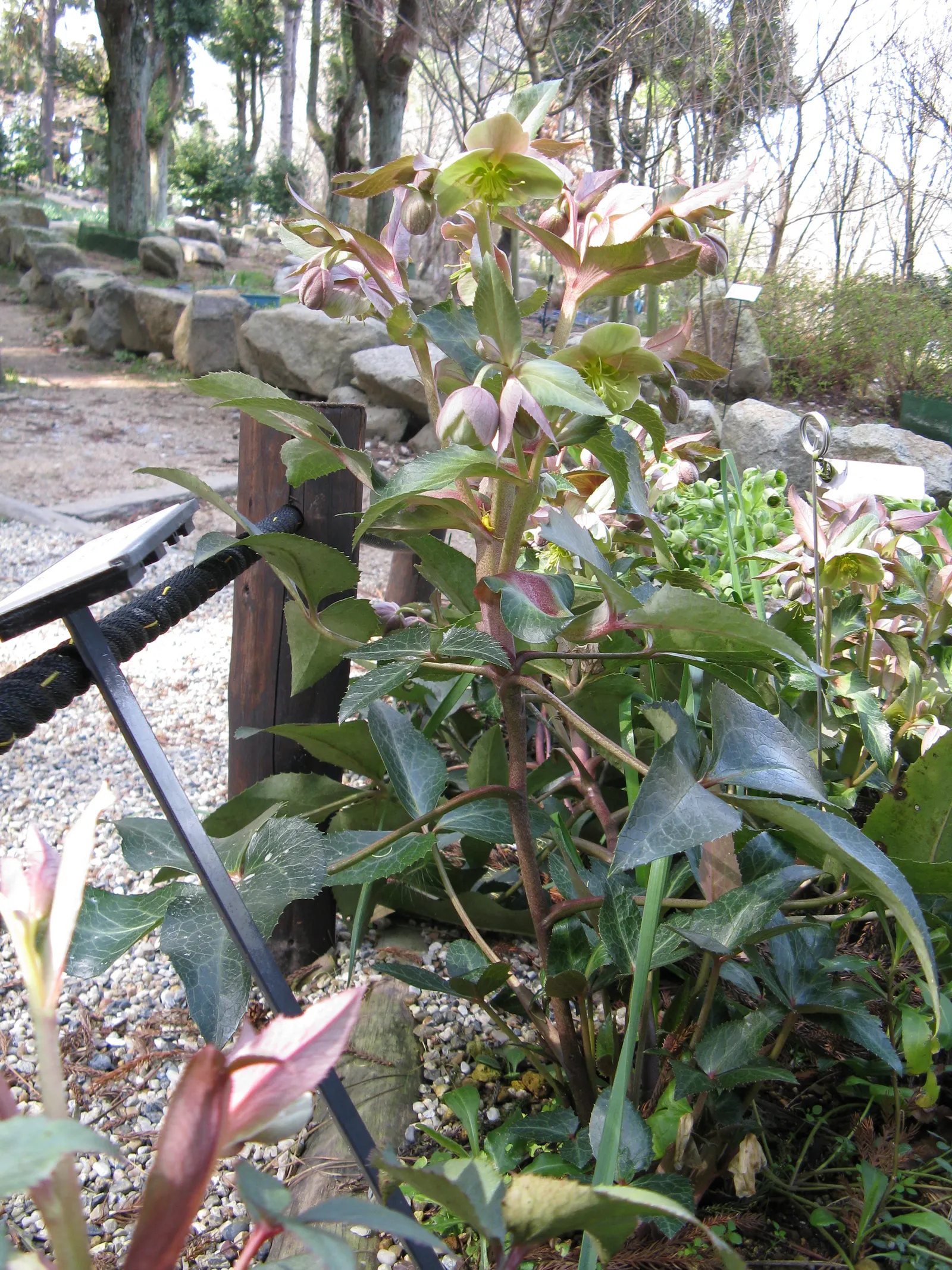 Stern Hellebore (Helleborus X Sternii) — In late winter to early spring, it boasts pink to greenish-white blossoms, adding charm to cool-season gardens