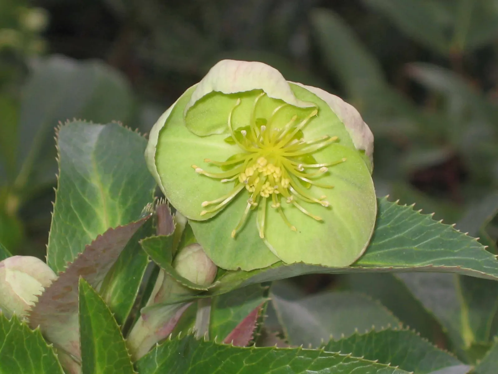 Stern Hellebore (Helleborus X Sternii) — This hardy hybrid grows to approximately 18 inches tall and wide, featuring blue-green, palmate leaves