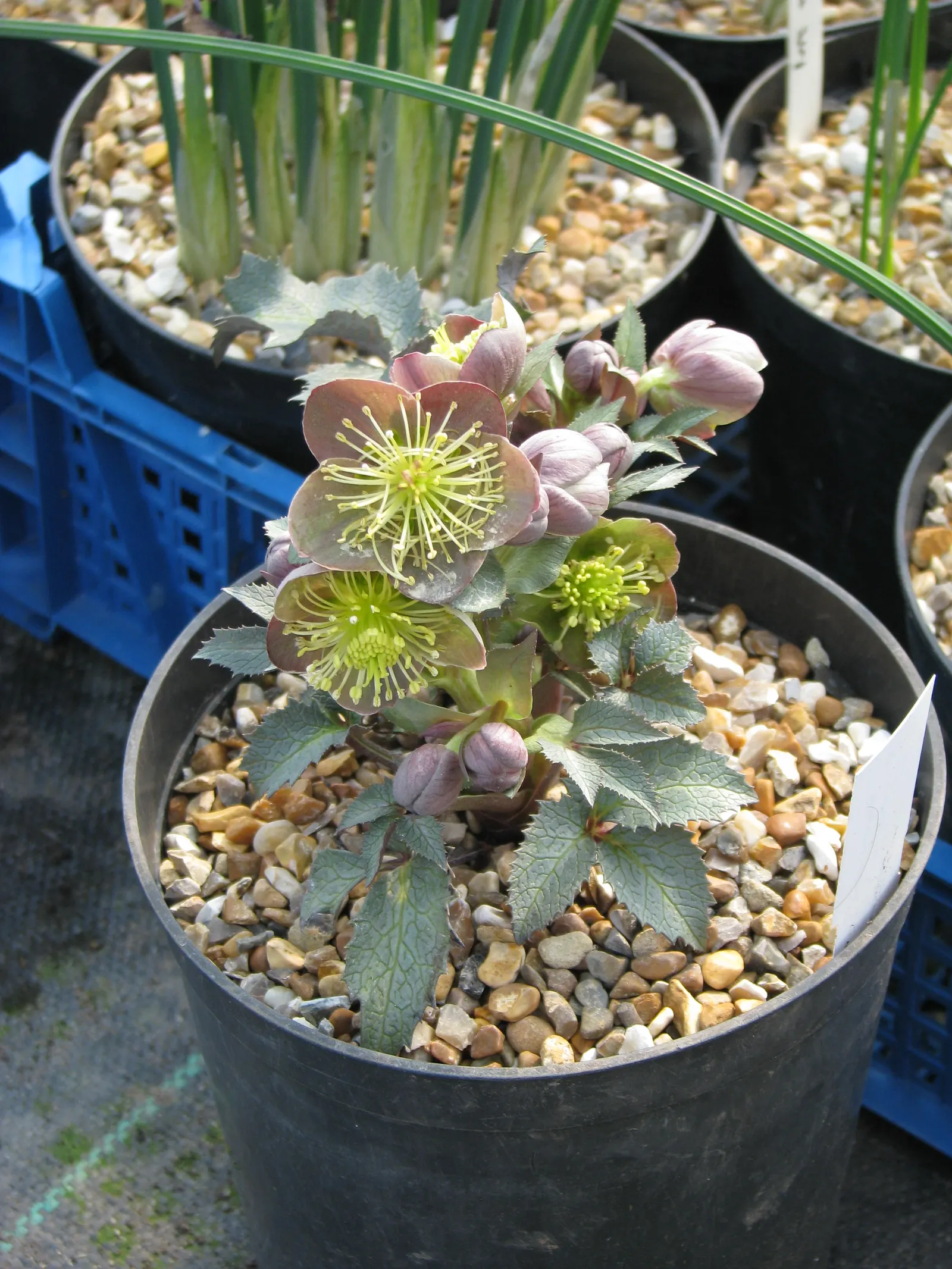 Stern Hellebore (Helleborus X Sternii) — As a hybrid between Helleborus argutifolius and Helleborus lividus