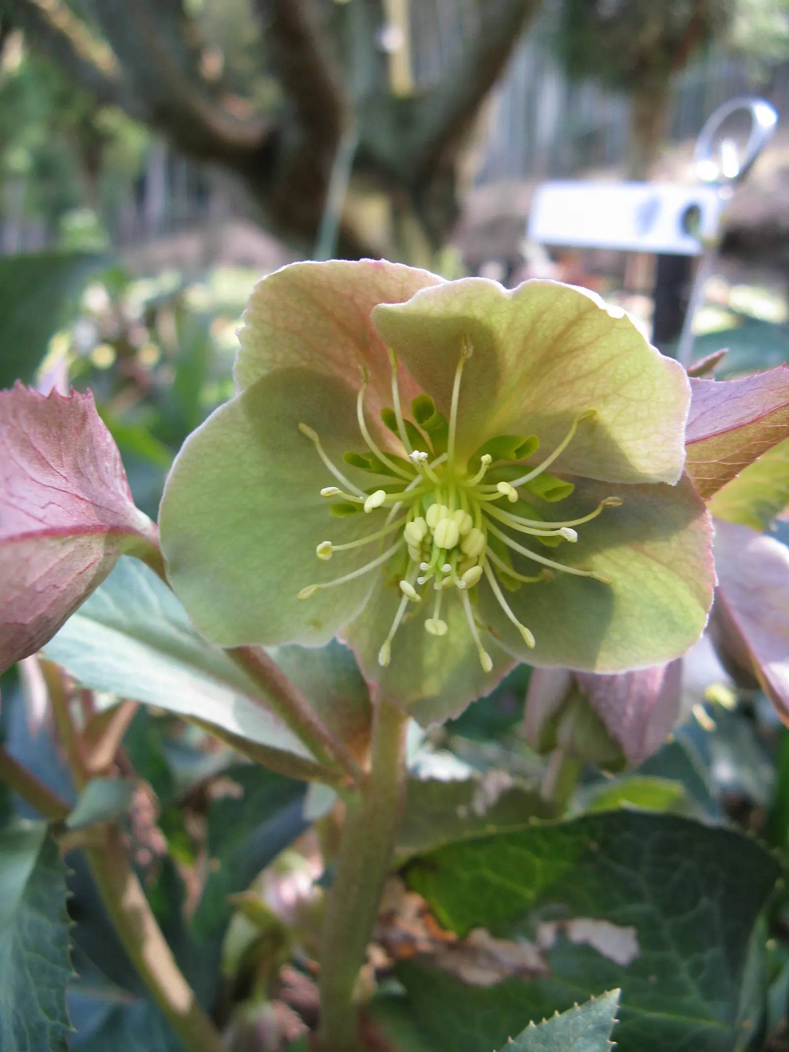 Stern Hellebore (Helleborus X Sternii) — is a remarkable evergreen perennial that offers a distinct touch to any garden space