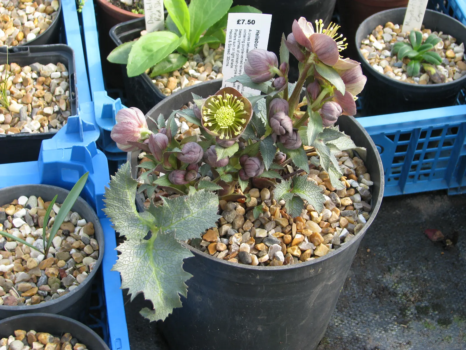 Stern Hellebore (Helleborus X Sternii) — it inherits the best traits of its parents