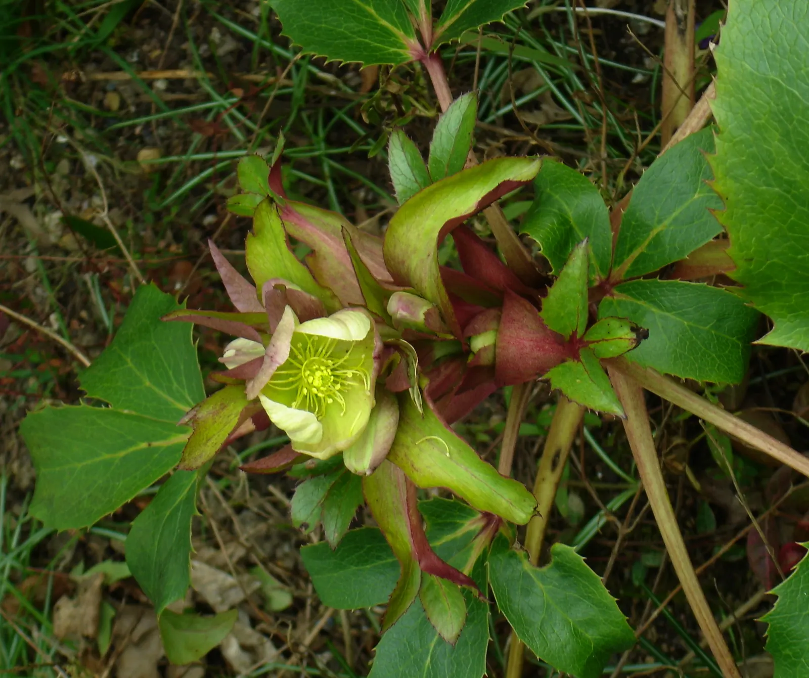 Stern Hellebore (Helleborus X Sternii) — Well-drained soil ensures optimal growth