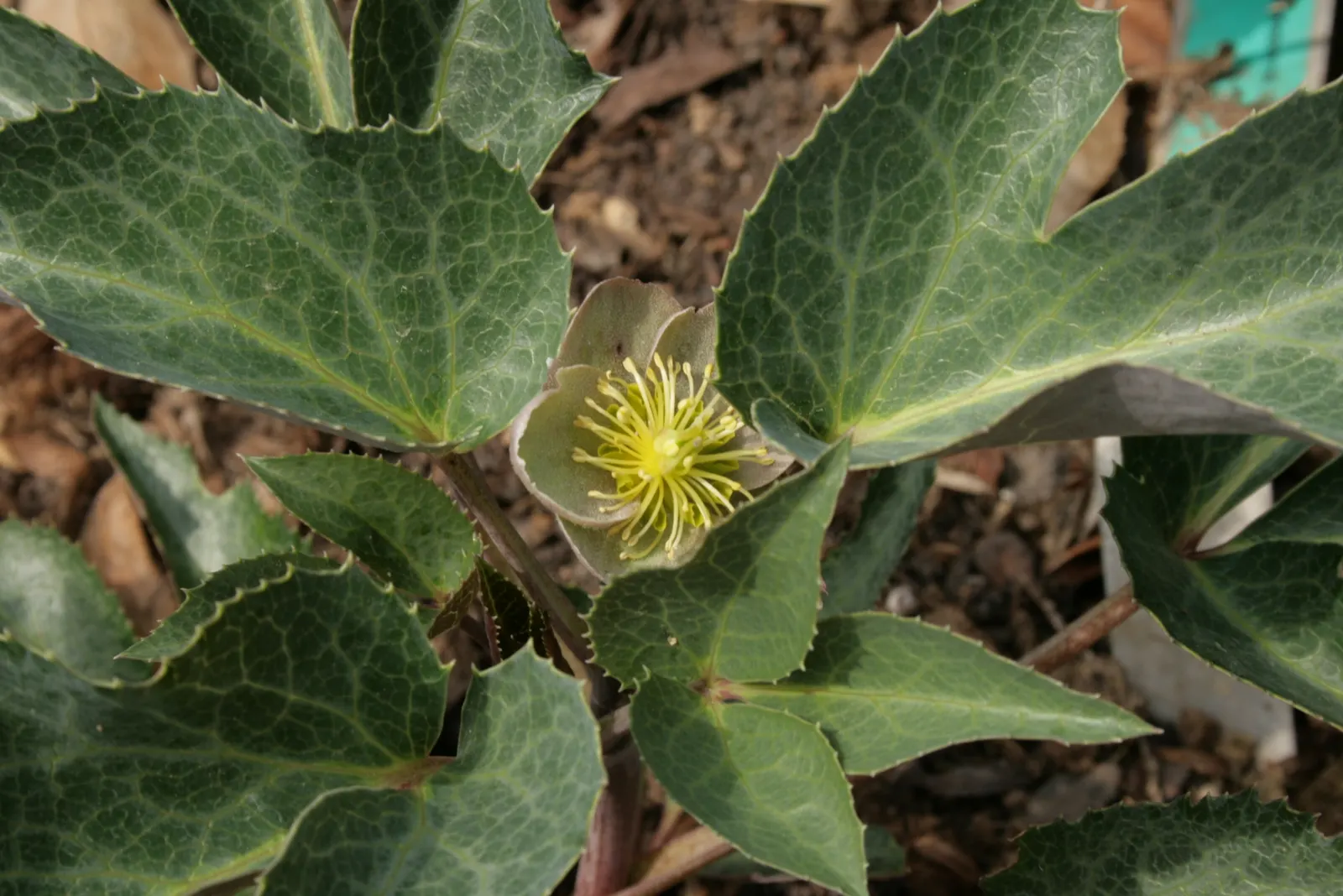 Stern Hellebore (Helleborus X Sternii) — commonly referred to as the Stern Hellebore