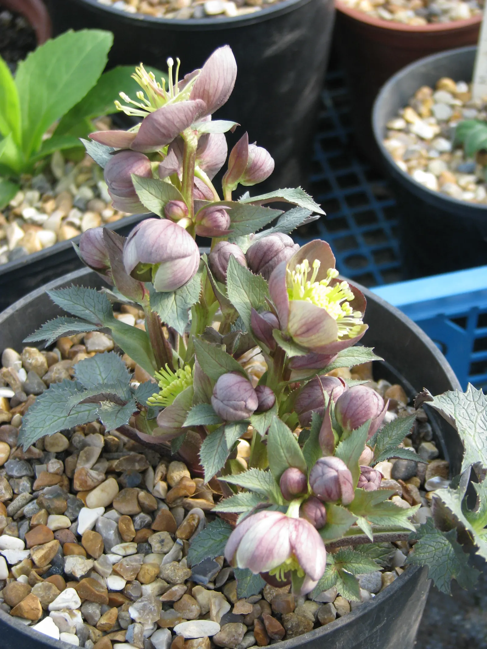 Stern Hellebore (Helleborus X Sternii) — Hardy in USDA zones 6 to 9, it's a low-maintenance choice for year-round interest