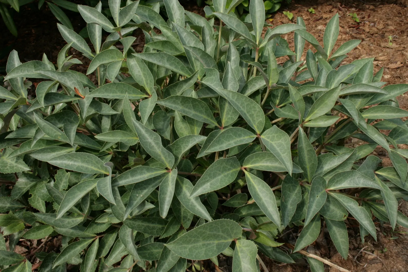 Stern Hellebore (Helleborus X Sternii) — The Helleborus x sternii, known as Stern Hellebore, is an evergreen perennial that thrives in partial shade