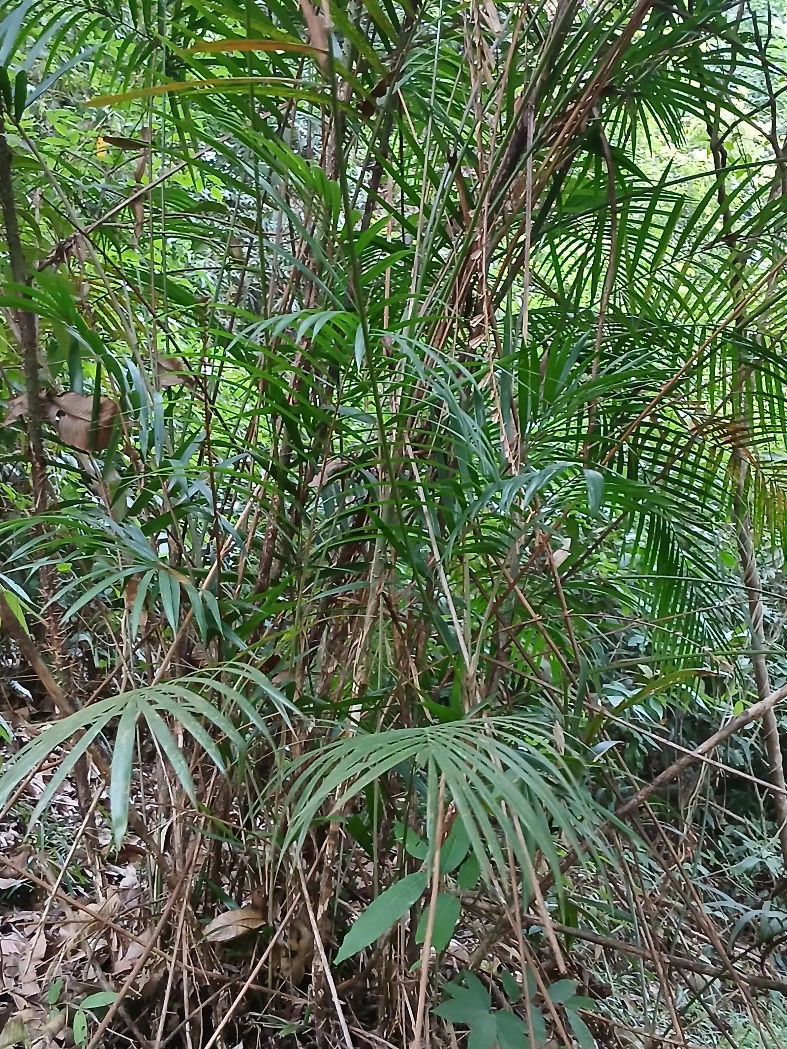 Rattan Palm (Rhapis Humilis) — Versatile, Rhapis humilis suits container or garden, adding a tropical texture