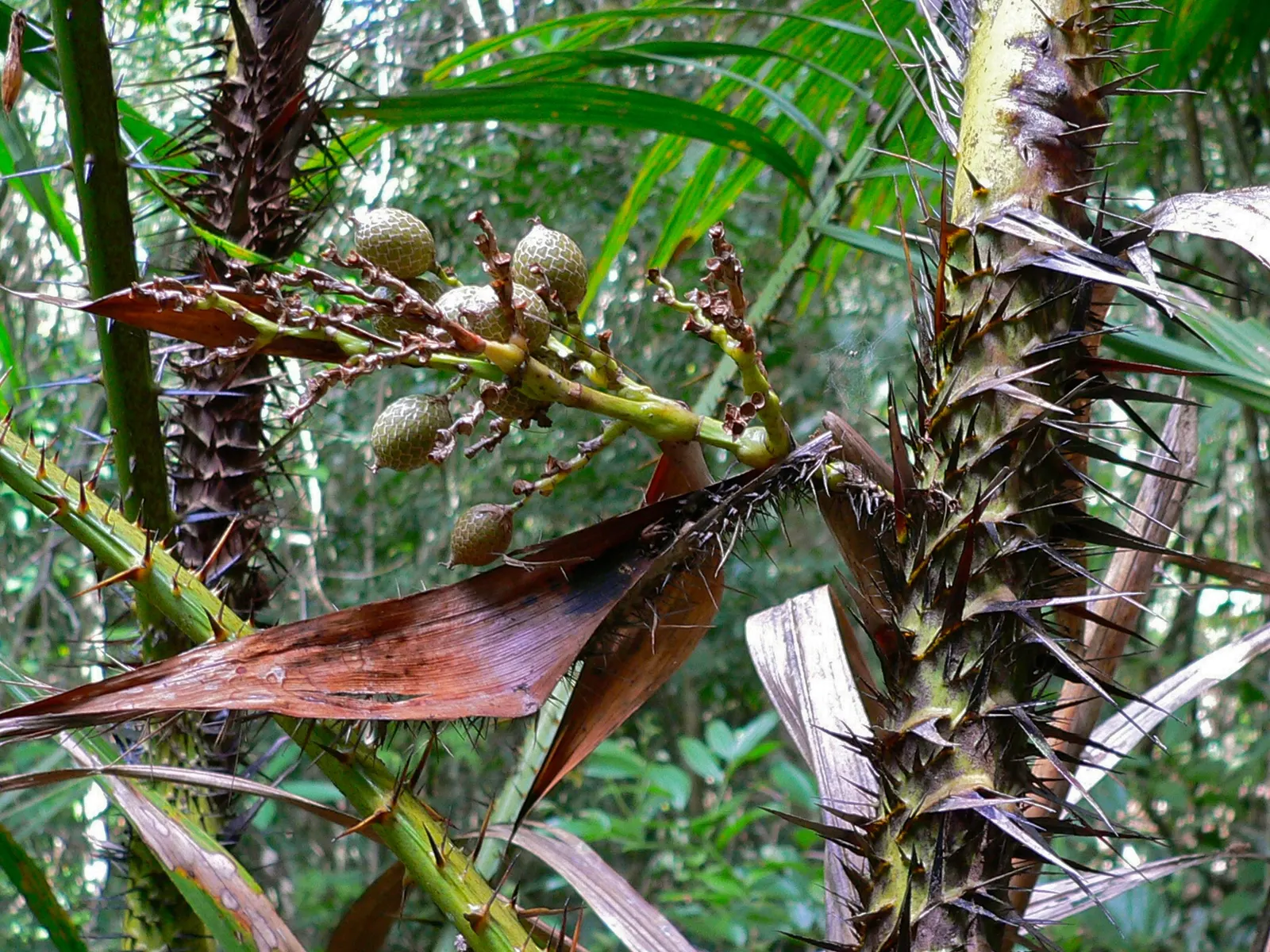 Rattan Palm (Rhapis Humilis) — ranging from 1 to 1.5 inches in diameter; optimal growth is achieved in well-drained soil rich in organic matter