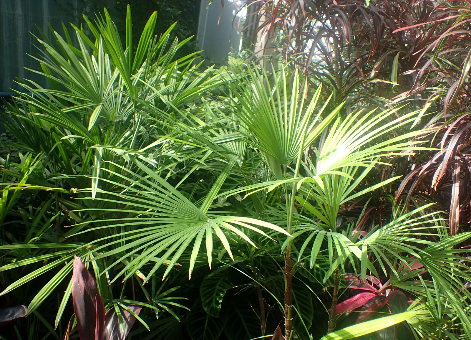 Rattan Palm (Rhapis Humilis) — Hardy down to temperatures of about 20 to 25 degrees Fahrenheit