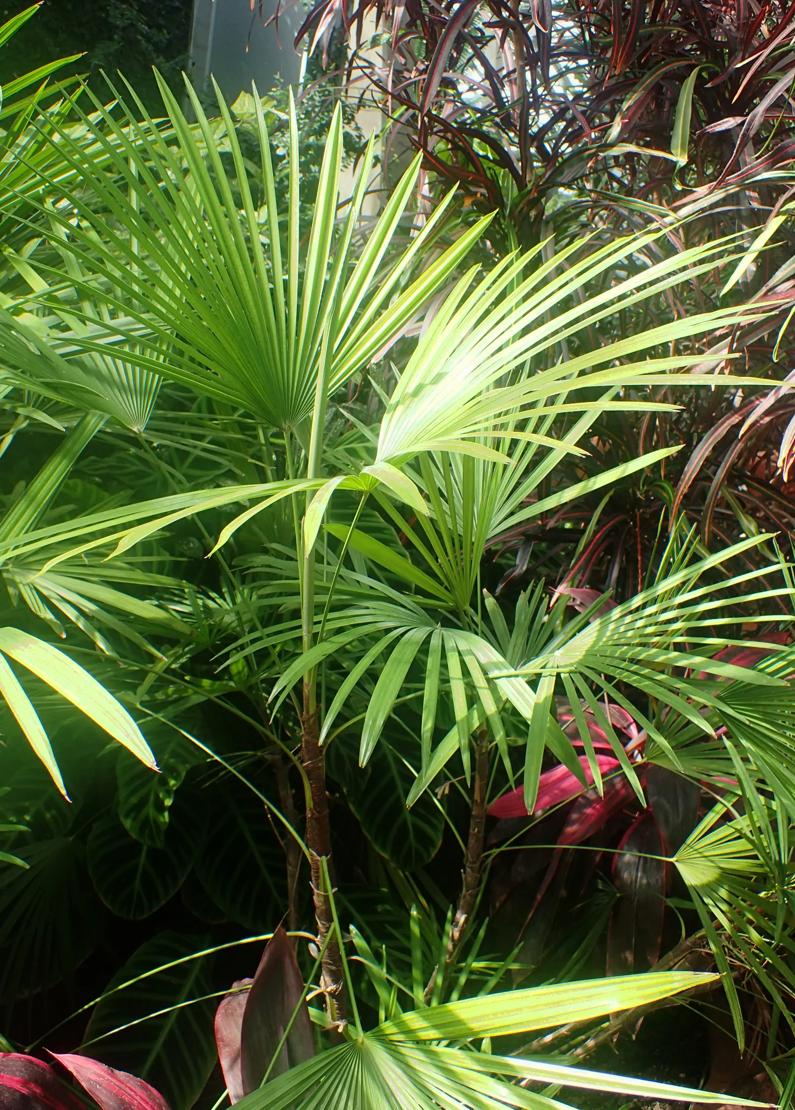 Rattan Palm (Rhapis Humilis) — making it a treasured addition to any garden portfolio