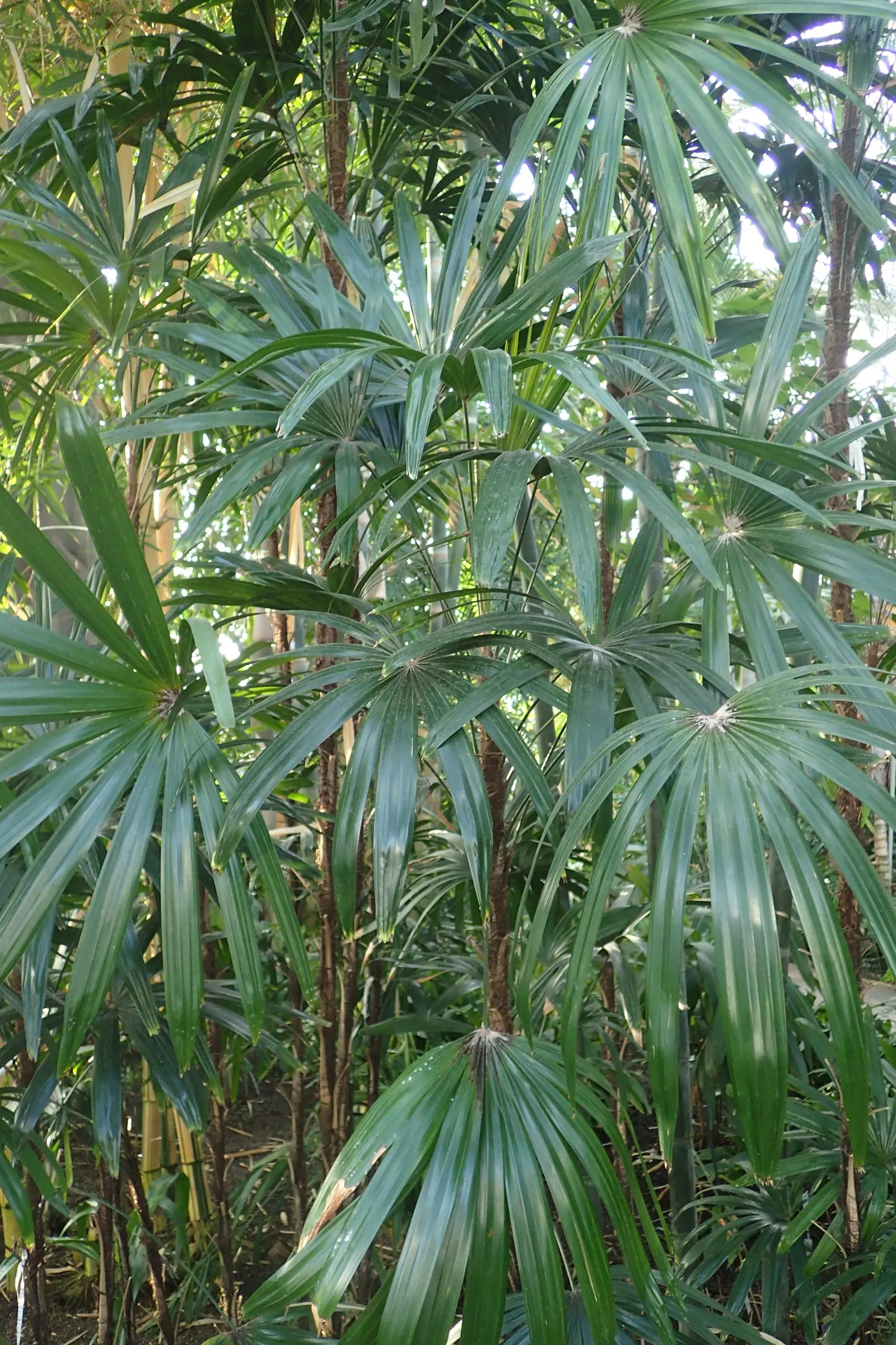 Rattan Palm (Rhapis Humilis) — Optimal growth is achieved in well-drained soil rich in organic matter; the palm's fan-shaped leaves add to its aesthetic appeal