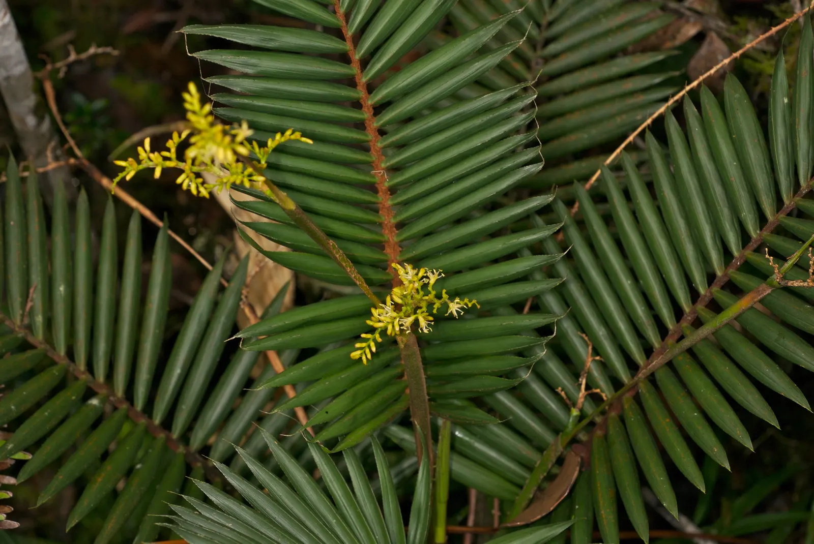 Rattan Palm (Rhapis Humilis) — Hardy in zones 9-11, it requires partial shade to thrive and moderate watering; rhapis humilis is resilient to cooler